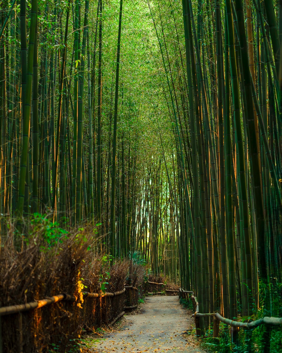 I’ve been to the Kyoto bamboo forest a bunch of times now, but every visit feels new, especially when you start looking for different angles and little hidden corners most people miss. This November, I’m heading back during peak autumn, and you're welcome to join us! Get in touch for more info
