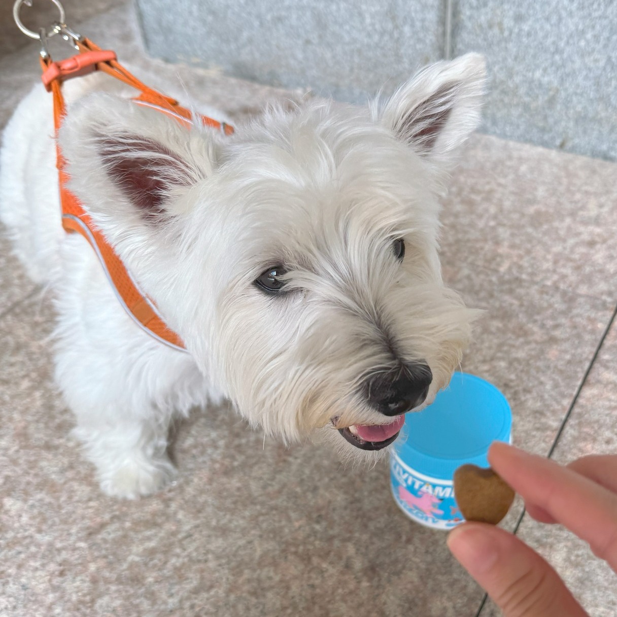 Reaching for greatness. Or at least, for the chew that smells like it. 🐾✨
One little heart, one big motivation. Powered by Pawizon. 🦴💙