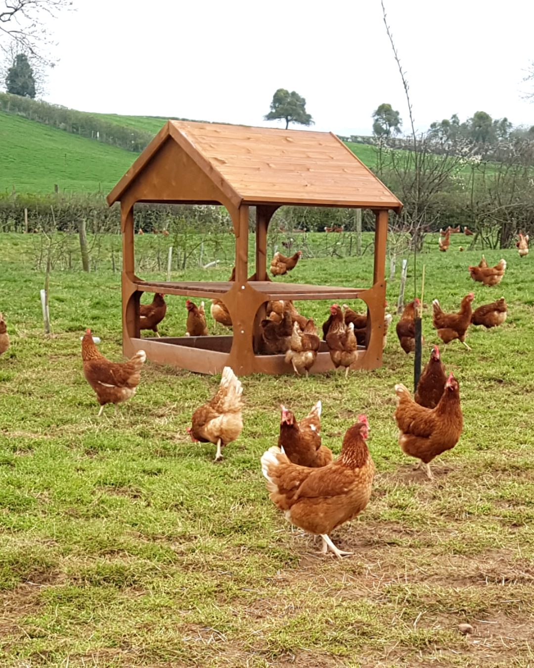 Did you know, every egg we deliver is laid just days before it reaches your doorstep, and comes from the happiest hens who spend their time roaming around outdoors? That's why our yolks are so golden, and the flavour is so rich! 🍳
At Mother Hen Eggs, we focus on freshness, ethical farming, and supporting local communities. From hens roaming free in fields to free doorstep deliveries, we’re here to make quality food easy and accessible.
Fresh eggs, happy hens 🐓🥚