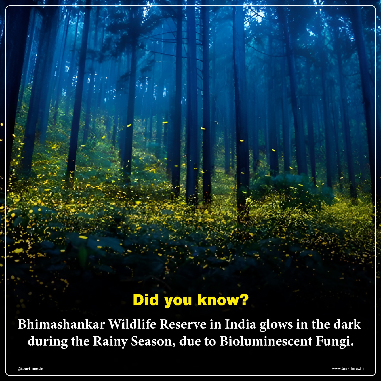 🌌 Did you know?
Deep in the Western Ghats, the Bhimashankar Wildlife Reserve glows in the dark during the monsoon 🌧️✨Thanks to magical bioluminescent fungi, nature puts on a show you’ll never forget 💫
#tourtimes #HiddenIndia #Bhimashankar #GlowingForest #Bioluminescence #NatureLovers #IncredibleIndia #MonsoonMagic