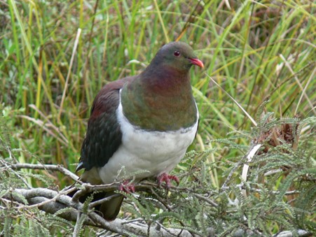 Back in 2023 we did a feature on kereru, NZ's beautiful forest pigeon. It warrants another post not least because this is a key bird for our biodiversity.
Kereru are often seen in the forest of the foothills, eating spring shoots on the poplars at Ashley Gorge Reserve or summer fruit on the fuchsias in Wooded Gully. They're even relatively common in the pine forest gullies around Ashley/Loburn. But it isn't so often they're seen out on the plains or in the townships where we should be seeing them.
This comes down to two things: planting to provide year-round food, and trapping pests which raid the eggs and chicks from their nests. So we need more of the larger fruiting trees such as tōtara, kahikatea and matai. We need cabbage trees and kōwhai. Introduced trees such as tree lucern are also useful.
Kereru travel large distances for seasonal food so plant it and they will come.