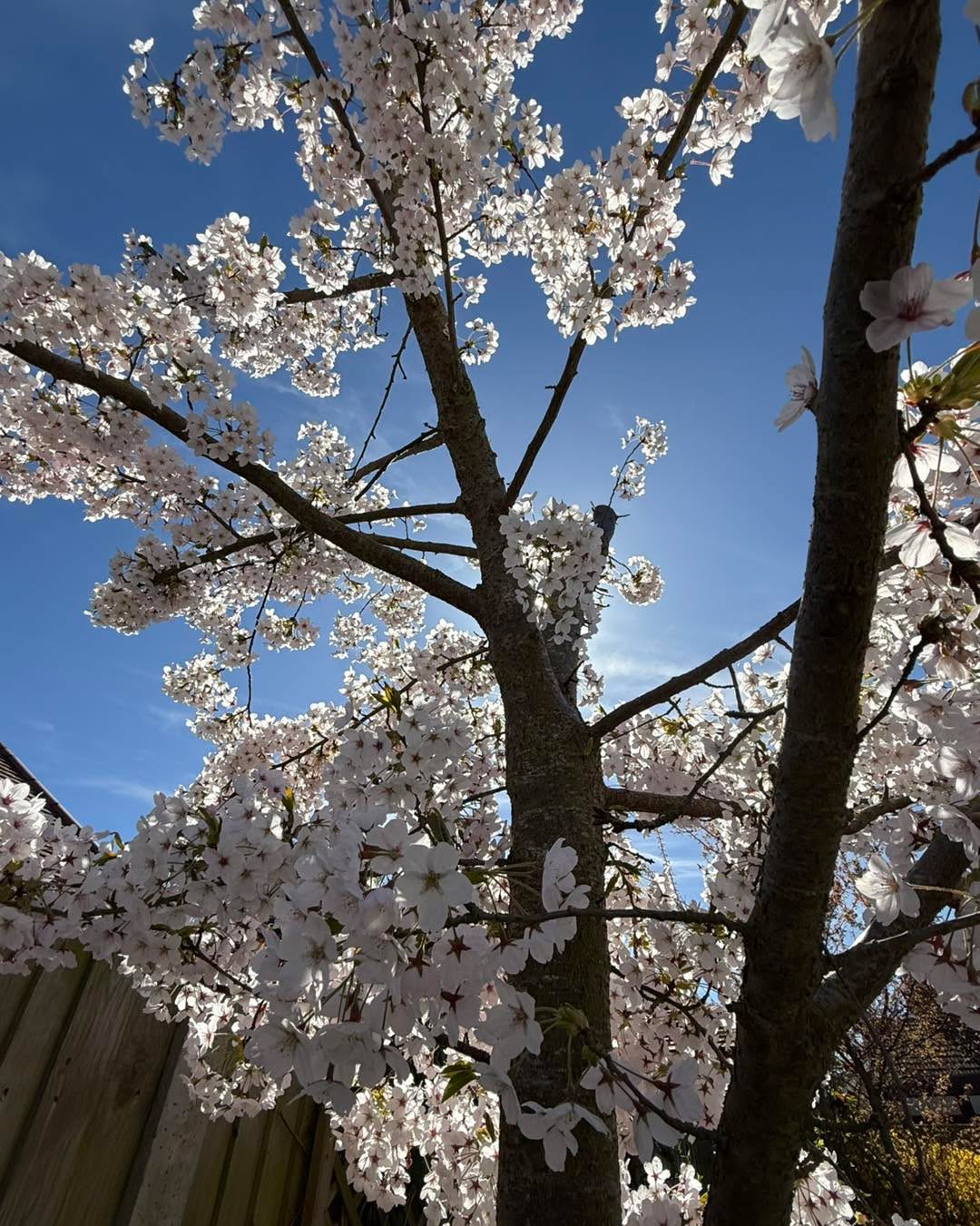 As we head into summer here is just a couple of insights to what spring at Bloomin looked like this year 🍃🌺