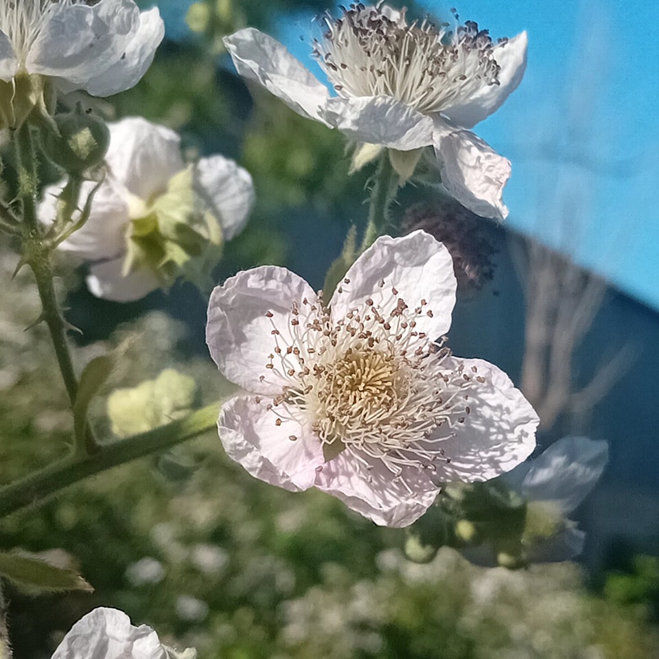 The blackberry is out in full bloom very early this year. This is always a great source of nectar for our bees.