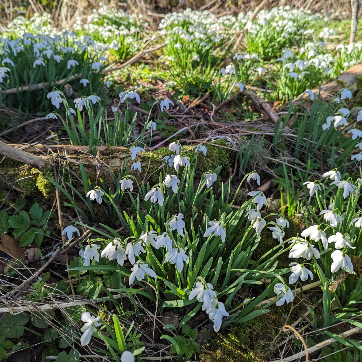 Today marks the first day of meteorological spring! We have been keeping our eyes and ears out for signs of spring around the estate. We have spotted daffodils popping up in front of the Magnus House, snow drops peeking out through the leaves behind the loch, and more birds singing in the mornings. 🌸🎵
What signs of spring have you noticed?
.
.
.
#Spring #SignsOfSpring #SpringTime #SnowDrops