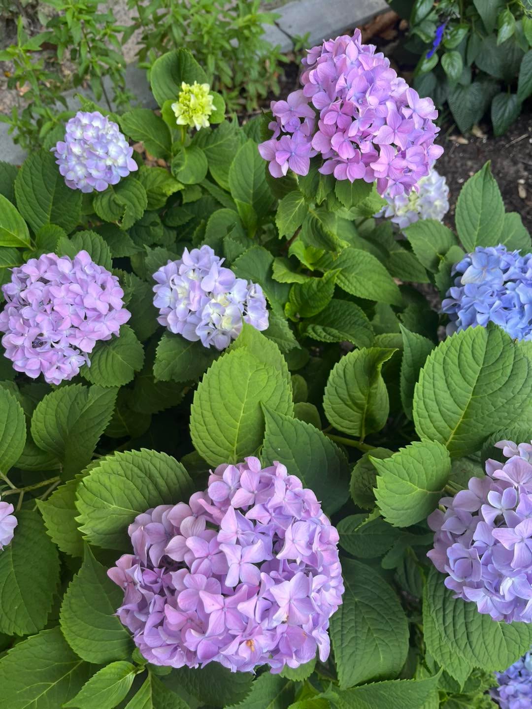 Just like hydrangeas thrive with the right care, your social media can blossom with the right strategy. š From fresh content to smart targeting, we help brands bloom online. Ready to see your social grow? Letās get planting! š± #SocialMediaBloom #DigitalGrowth #SocialABCs