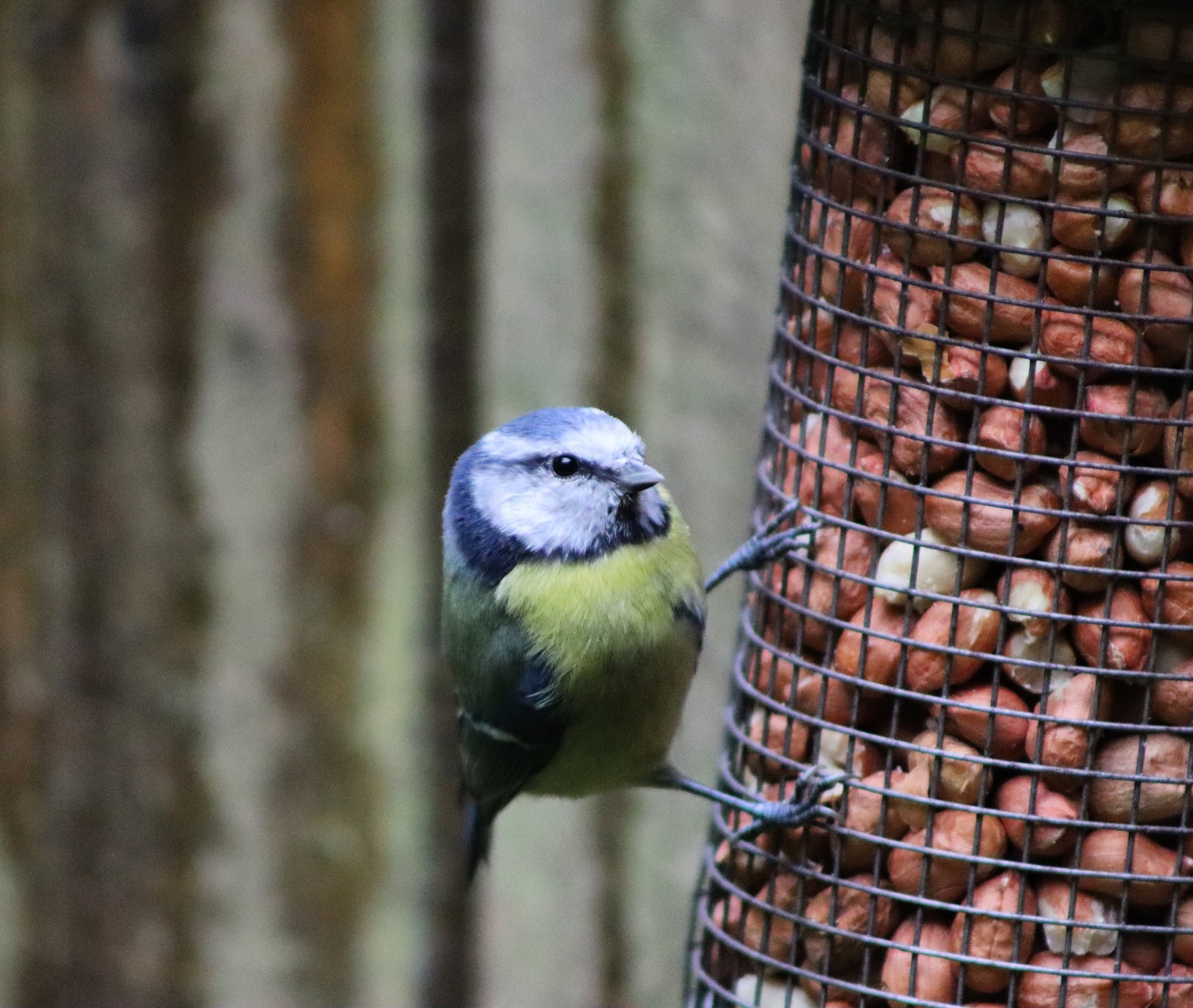 The RSPB's #BigGardenBirdwatch starts today! You have between the 24th and 26th of January to spend one hour recording the birds that land in your local green space. Remember to record the highest number of each bird species that you see at any one time, and submit your sightings on the RSPB website. 🐦
Let us know if you take part, and what birds you have seen! 👀
.
.
.
#BigGardenBirdwatch2025 #BGBW #RSPB #Aigas #EnvironmentalEducation #OutdoorEducation #NaturedaysAtAigas #AigasFieldCentre #Wildlife #Birds #GardenBirds #WildlifeEducation #NatureEducation #DiscoverNature #Highlands #Scotland