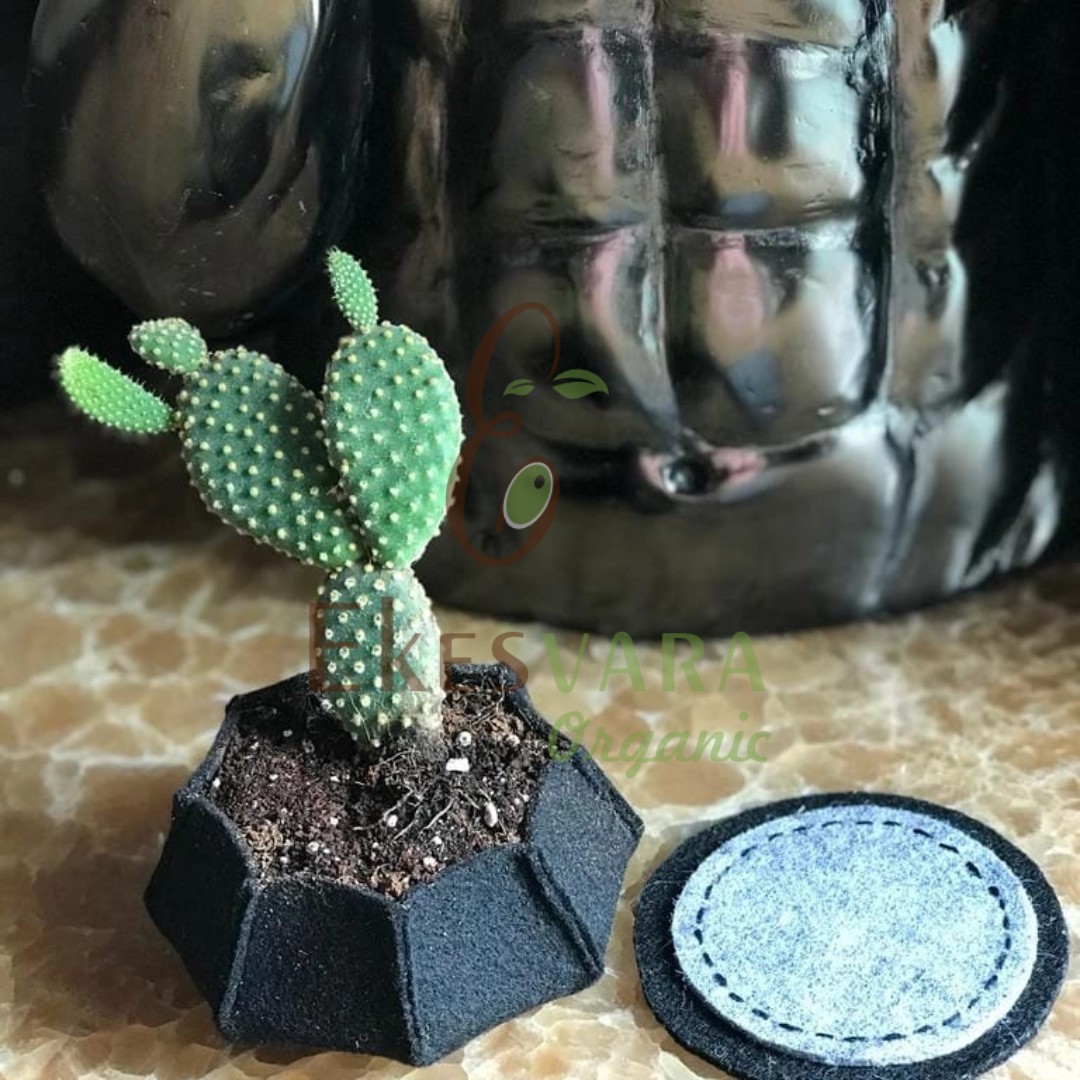 🌱 Ready to take your gardening to new heights?
Our grow bags offer the perfect solution for thriving plants, even in small spaces! Experience better drainage for healthier roots. Get yours today and watch them flourish!
🌿💚 Visit us at https://www.ekesvara.in
#growbags #UrbanGardening #greengarden