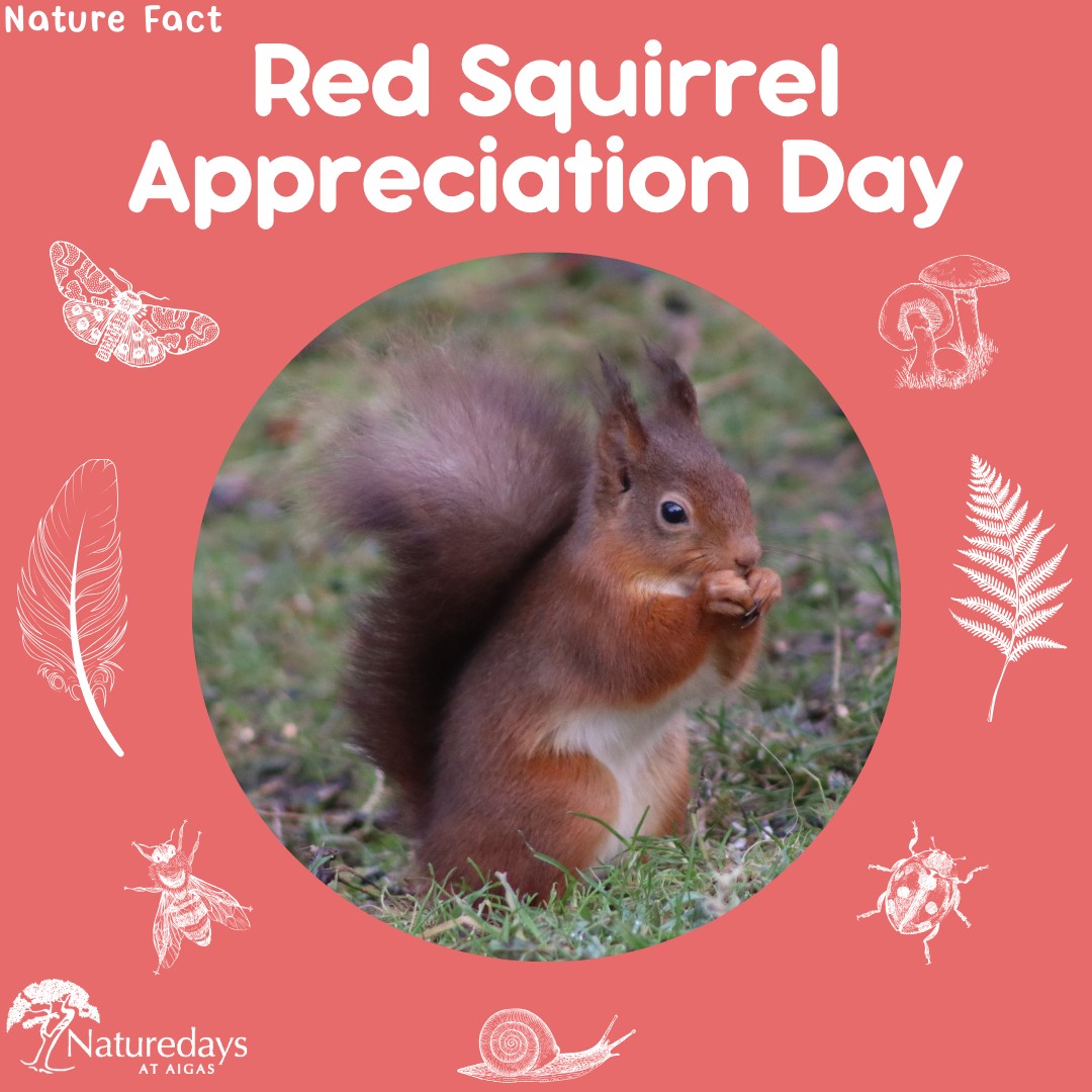 Today is #RedSquirrelAppreciationDay. To celebrate, we thought we'd share some of our favourite red squirrel facts!
🐿 1. They can leap a distance of more than 2 metres, which is almost ten times the length of their body.
🐿 2. They can be left handed, right handed, or even ambidextrous. When we find pinecones nibbled by squirrels round the Field Centre, we can often tell which hand the squirrel has used to eat the pinecone!
🐿 3. They have double-jointed ankles, which allow them to grip branches and leap easily between trees.
.
.
.
#NatureFacts #NatureFact #RedSquirrel #RedSquirrelAppreciation #Aigas #EnvironmentalEducation #OutdoorEducation #NaturedaysAtAigas #AigasFieldCentre #Wildlife #WildlifeEducation #WildlifeDiscovery #WildlifeDetectives #NatureDetectives #NatureEducation #Highlands #Scotland