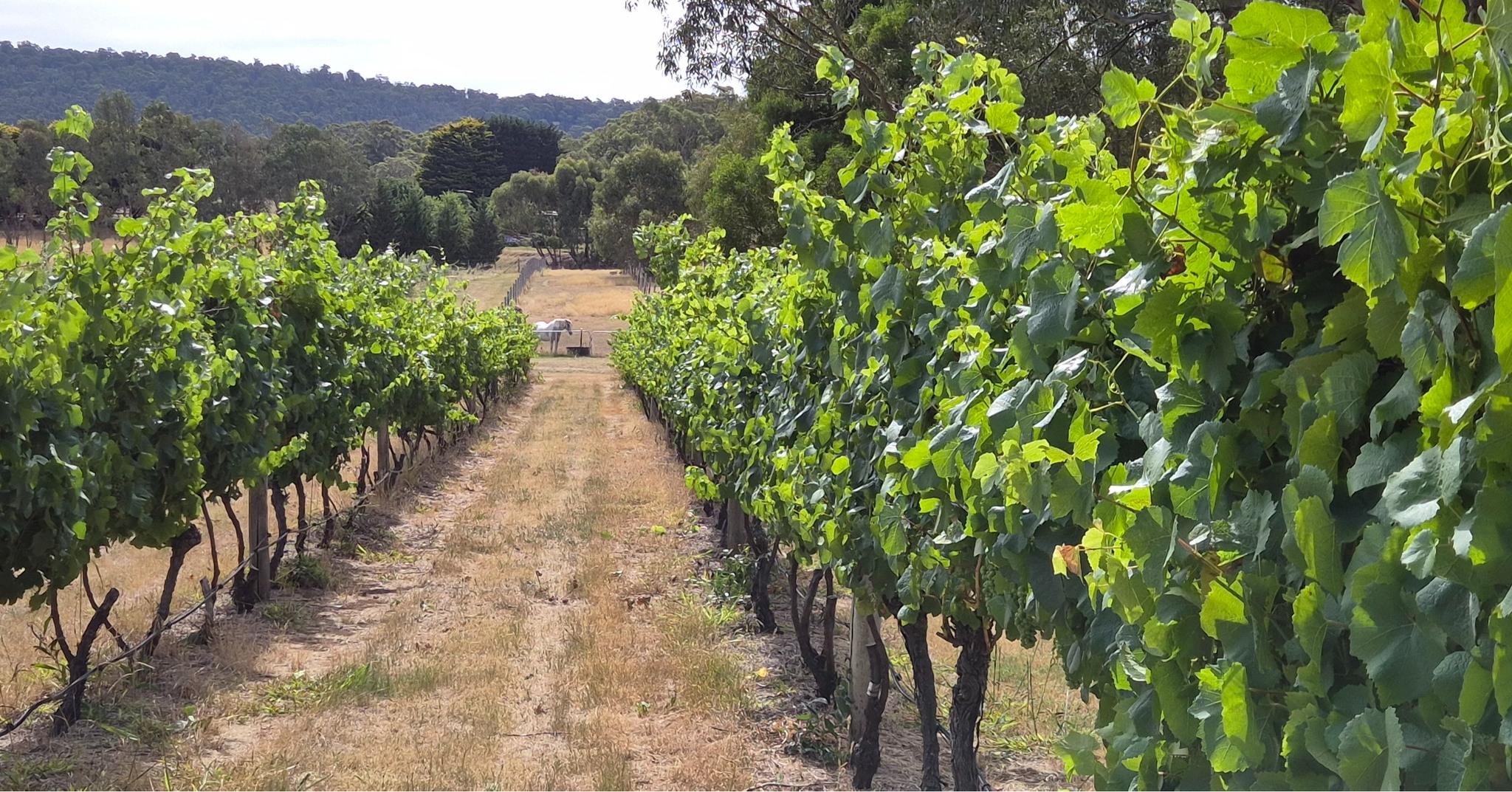 Getting down to the business end of the season...vines looking solid with some sneaky visitors moving in...😁
Join us for a tasting this Saturday at the Lancefield Farmers Market!
#macedonrangesnaturallycool #winetastings #winetastingsvictoria #lovewine #FamilyFriendly #winerylovers #wine #australianwines #lancefield #macedonranges #winetasting #cellardoor #vintners #daylesfordmacedonlife #daylesfordmacedonranges #cellardoorvictoria #melbournecellardoor #victorianwine #victorianwinery #winerymacedonranges #woodend #kyneton #cellardoorvictoria #explorevictoria #wineryvictoria #countryvictoria #visitvictoria #farmersmarket