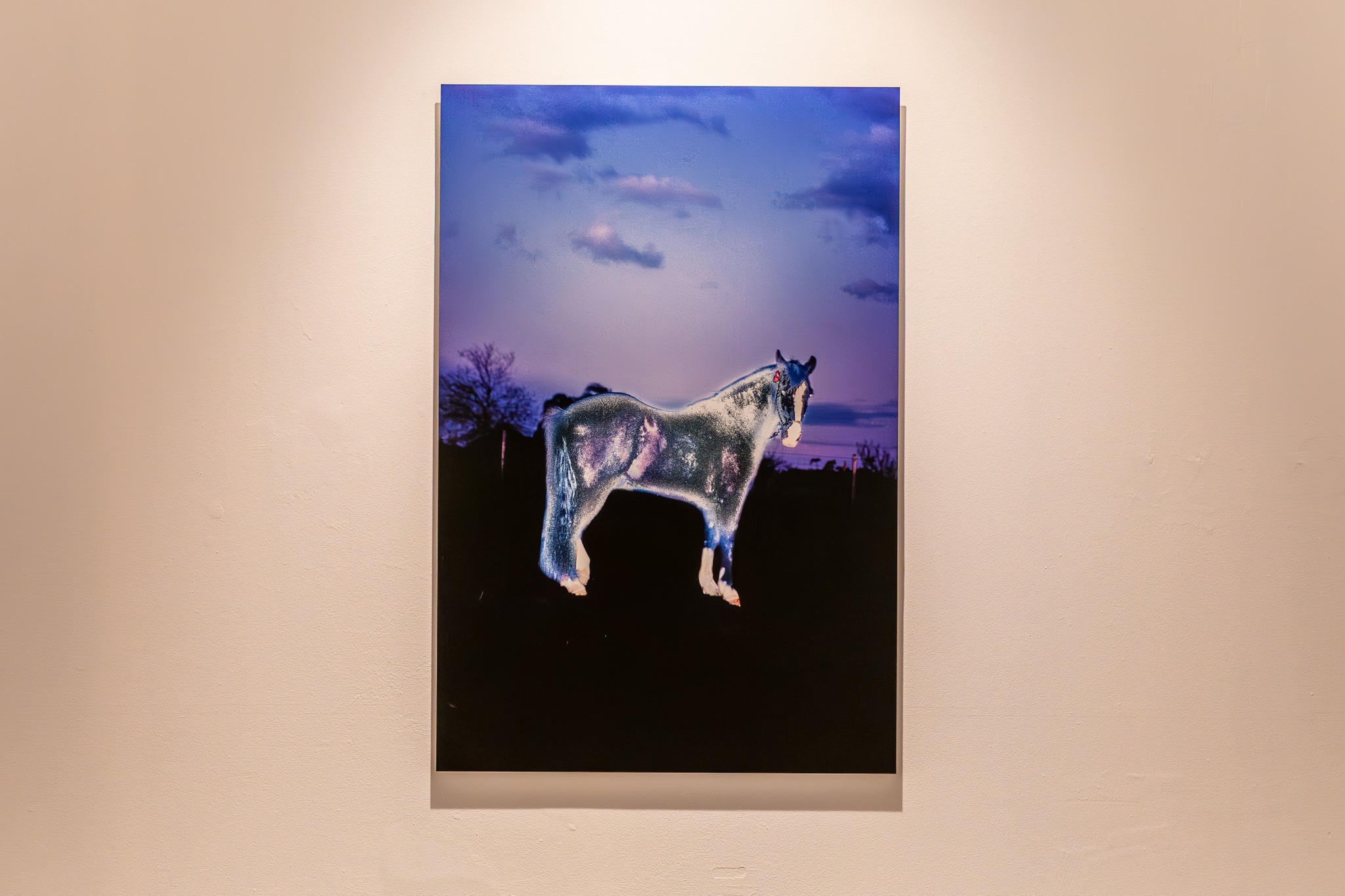 Em seu trabalho, Lorenzo Beust explora as ruas e paisagens para captar as interseções entre o rural e o urbano no pampa gaúcho. A fotografia digital é utilizada como ferramenta de experimentação, incorporando códigos visuais da cultura do glitch e do tuning automotivo. Por meio da modificação digital das imagens, o artista questiona a propriedade e a identidade dos personagens retratados ao mesmo tempo em que revisita a iconografia tradicional gaúcha.
Em Mecânica, Beust elege o cavalo e a vaca mecânica como elementos centrais, utilizando-os para tensionar narrativas visuais consolidadas. Enquanto os cavalos aparecem transformados digitalmente, a vaca mecânica – espécie de taxidermia popular – é apresentada como símbolo da urbanização da cultura do laço. Junto da comunidade de laçadores, o artista transporta esta cultura na paisagem como quem posiciona uma escultura no espaço. O projeto funciona como um gesto de preservação e questionamento, evidenciando deslocamentos culturais e as fronteiras difusas entre tradição, memória e transformação na paisagem sul-rio-grandense.
Aproveite os últimos dias de Bienal para conhecer o trabalho de @lorenzobeust no @macrs.oficial.
Texto por Anna Cavalcanti
📷: @thieleelissa.foto
English version in the comments.
Apresentado por: @petrobras
Produção: Fundação Bienal do Mercosul
Apoio Institucional: @unescobrasil, @tjrsoficial, @ccmarioquintana, @museumargs, @farolsantander, Procempa e Bancos Sociais, @instituto.ling, @institutocervantesportoalegre, @eflcultural, @instituto.rouanet, @fundacaoibere e @pucrs
Apoio: @irigaray.guindastes, @lojaspompeia, @gangoficial, @riograndeseguros, @iguatemipoa, @agibank, @vulcabras.oficial, @dufriorefrigeracao, @roxcode.io, @brdeoficial e @art.hoteltransamerica
Media Partner: @grupo_rbs
Apoio Premium: @lojasrenner, @bluevillealimentos e @gerdau
Patrocínio: @crown.embalagens, @caixa, @prefpoa e @governo_rs
Patrocínio Master: @santanderbrasil @banrisul
Financiamento: PRÓ-CULTURA - Lei Estadual de Incentivo à Cultura - #proculturars @sedac_rs #culturaessencial
Realização: Lei Federal de Incentivo à Cultura
#14BienalDoMercosul #BienalDoMercosul #BienalDoMercosul2025