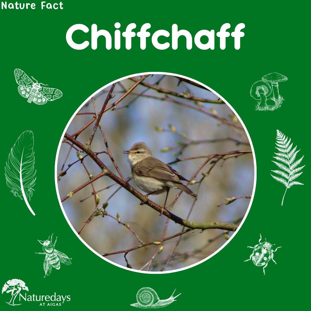 We have been hearing our first chiffchaffs of the year around the Field Centre over the past few weeks. Chiffchaffs are usually one of the first migrant birds to arrive back to the UK after the winter. It's wonderful to have their distinctive "chiff-chaff chiff-chaff" song floating around on the wind once more. 🎵
.
.
.
#Chiffchaff #MigrantBirds #Spring #SpringBirds #NatureFact #NatureEducation #NaturedaysAtAigas #AigasFieldCentre #Wildlife #WildlifeEducation