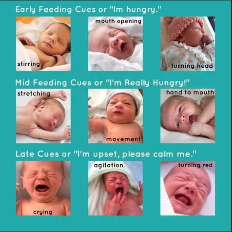 Your baby is born with the ability to regulate and eat the amount of food they need. In the beginning, your role as a parent is to decide what your baby eats and to follow their cues for hunger and fullness (satiety). Your babyâs role is to let you know when theyâre hungry and when theyâre full. By having a healthy feeding relationship right from the start, youâll help your baby develop healthy eating habits for life.
The early months with your baby are a time of learning for all of you. When you respond to your babyâs cues, youâre helping to build a secure attachment and a trusting relationship. Youâre also teaching your baby to listen to their body and to stop eating when theyâre full. Watch your baby for early hunger cuesâbabies feed best when theyâre quiet and alert. If youâre having trouble reading your babyâs cues, talk with your lactation consultant or health care provider.
https://www.healthyparentshealthychildren.ca/im-a-parent/feeding-your-baby/thinking-about-feeding-your-baby/
