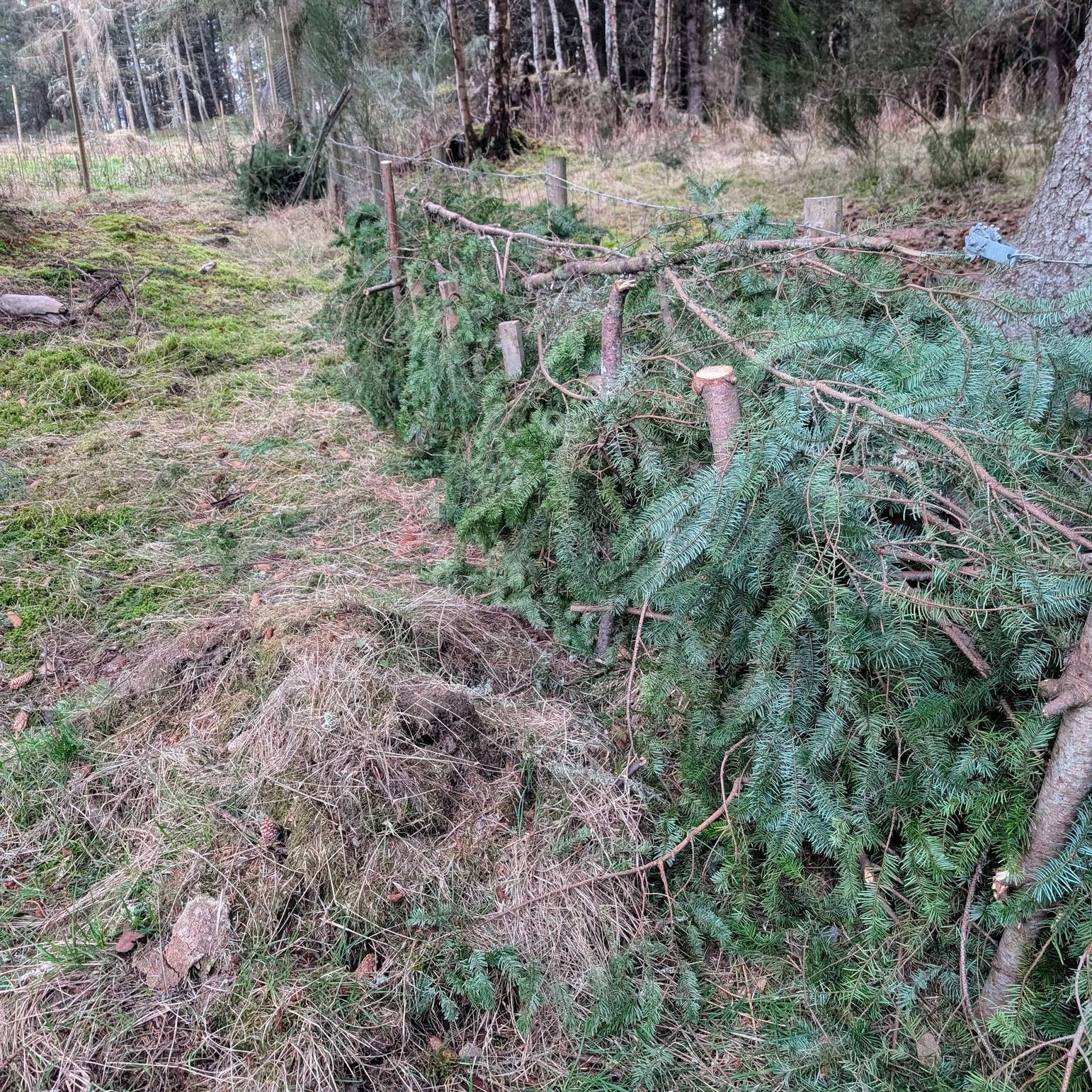 Members of our Birch alternative education group have been busy building a dead hedge in our nature garden. Check out this photo showing all their hard work! 🔨
This will be a great shelter for birds like wrens, robins and dunnocks.
.
.
.
#NatureGarden #WildlifeGarden #DeadHedge #WildlifeHomes #Aigas #EnvironmentalEducation #NaturedaysAtAigas #AigasFieldCentre #Wildlife #WildlifeEducation