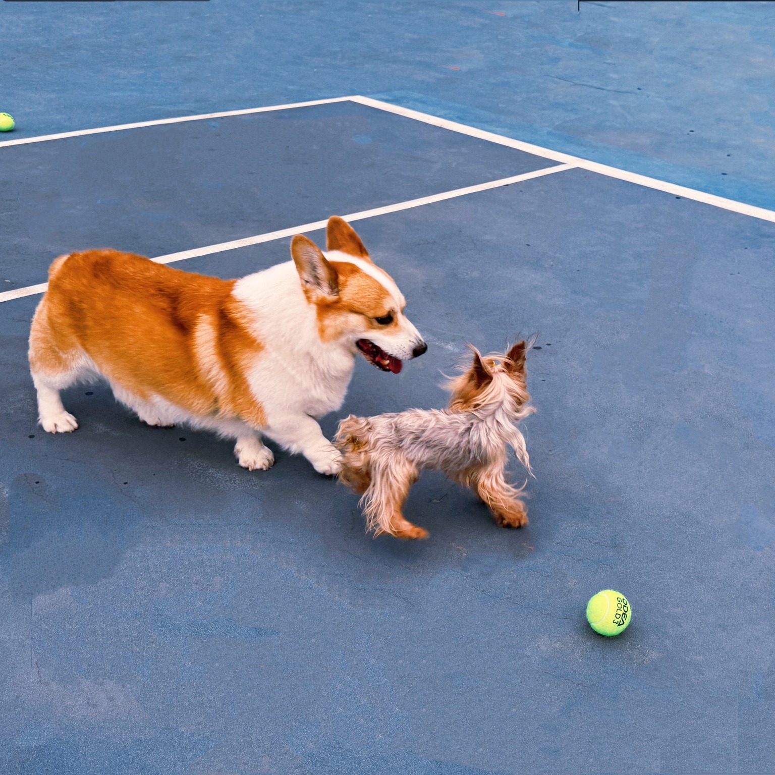 Tennis today, supplements tonight. Because healthy joints keep the fun going 🎾🦴
#Pawizon #HappyPaws #dogsupply #dogjointhealth #dogjointsupplement #DogSupplements #SeniorDogLove #DogJointHealth #dogjointpain #dogjoint #dogjoints #DogHealth #ActiveDogs #TennisDog #PupLife #DogDad #HealthyJoints #DogMom #doglife #dogsupplements #dogsupplies #dogjointcare #PawLove #HealthyHips #doglove #dogsofinstagram #dogoftheday #dogstagram #dogsport #dogsportslife
