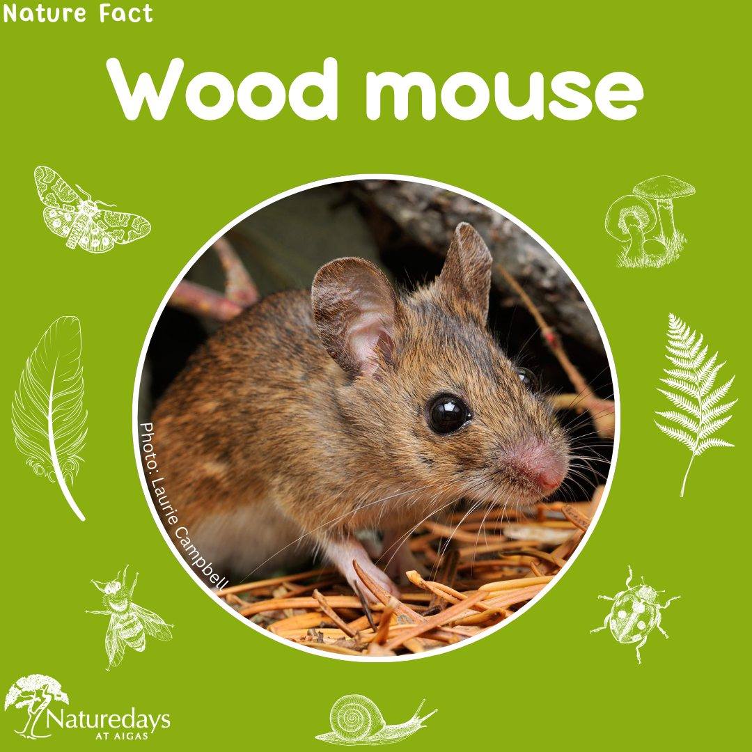 Wood mice are one of the most common rodents in the UK. They are mostly nocturnal, but we sometimes see them scuttling around near our wildlife hides and bird feeders during the day. Sometimes, we try to survey them by catching them in humane small mammal traps. 🔎
Wood mice are browner than house mice, and have bigger eyes and ears than voles. They eat seeds, fruit, nuts, and invertebrates such as worms and caterpillars. 🐛
They are they prey of animals like foxes, badgers and owls. To try and avoid being eaten by predators, they can shed the skin on their long tail.🐁
.
.
.
#WoodMouse #NatureFacts #NatureFact #Aigas #EnvironmentalEducation #OutdoorEducation #NaturedaysAtAigas #AigasFieldCentre #Wildlife #WildlifeEducation #WildlifeDiscovery #WildlifeDetectives #NatureDetectives #NatureEducation #DiscoverNature #Nature_Lovers #Highlands #Scotland