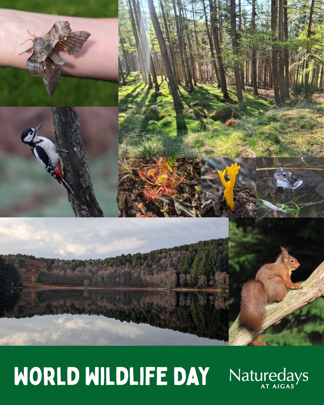 Today is #WorldWildlifeDay. We're lucky to have a rich diversity of wildlife that we can watch and learn about at Aigas Field Centre. From red squirrels leaping amongst trees in the woods, to tiny sundews poking out from bogs up on the moors, there is always something to see. 💚
We definitely don't want to live in a world without all this amazing nature. This is why, for today, we are joining other organisations in removing nature from our logo, to highlight just how important nature is to us, and why we should protect it! 🌳
.
.
.
#WorldWithoutNature #WorldWildlifeDay2025 #Wildlife #OutdoorEducation