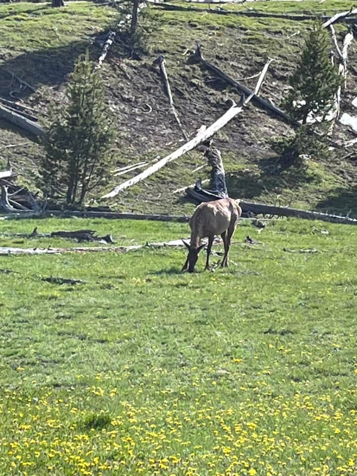 Yellowstone!