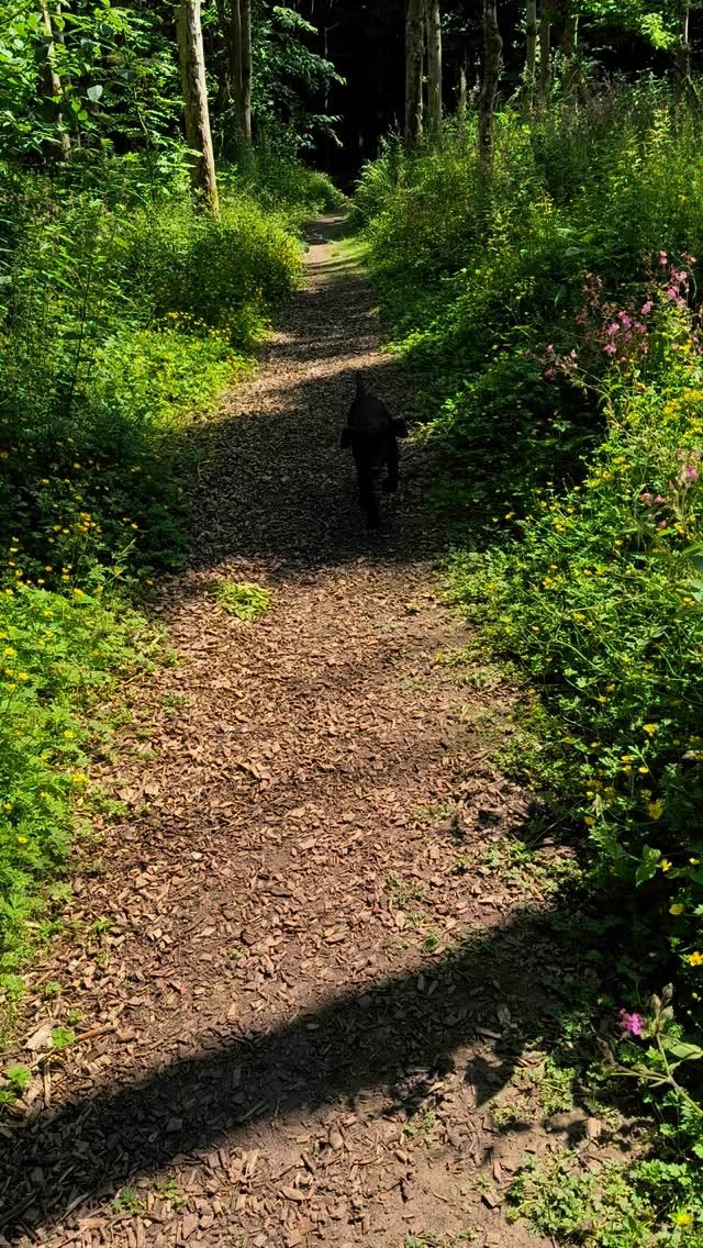 Have you planned your next dog friendly camping trip yet?🐶🐾
#dogfriendly #campsite #camping #caravan #caravanpark #dog #labrador #camp #dogfriendlycamping