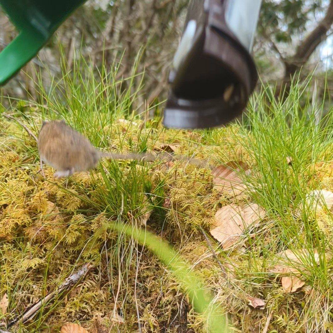 This week is #NationalMammalWeek. There are many different ways that we can survey mammals, and we have tried lots of them out with our groups. We often use small mammal traps, ink footprint tunnels, look at tracks and signs, and survey for mammal feeding signs. 🐾
.
.
.
#Mammals #MammalWeek #Nature_Lovers #Wildlife #WildlifeEducation #WildlifeDiscovery #WildlifeDetectives #Scotland #Highlands #Aigas #NatureDetectives #NatureEducation #DiscoverNature #NaturedaysAtAigas #AigasFieldCentre #EnvironmentalEducation