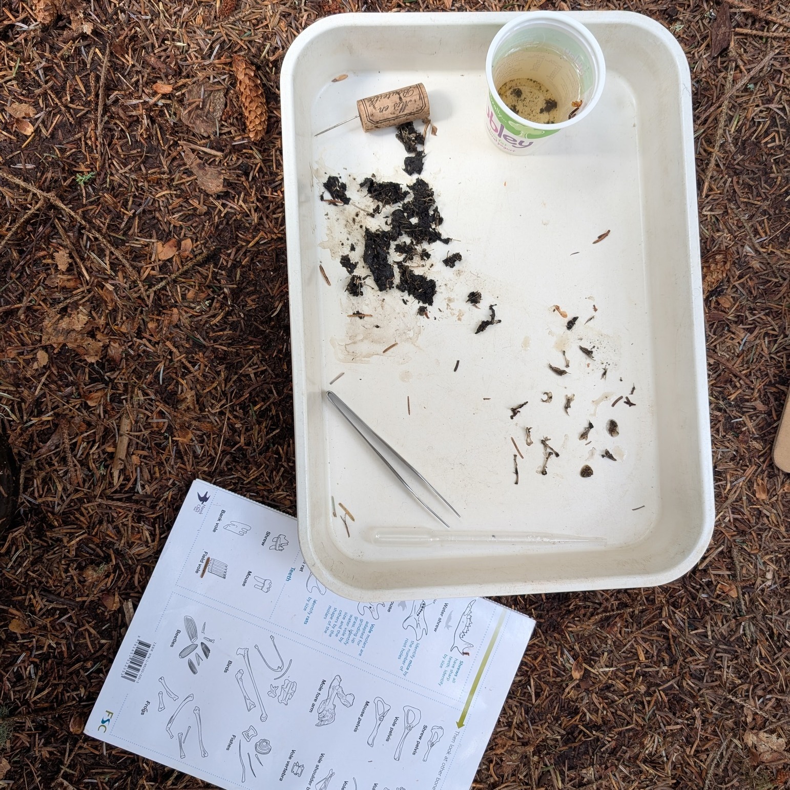 Our alternative education groups have been doing some activities based on the theme of conservation science. We have been dissecting owl pellets, designing wildcat enclosures and visiting some of our wildlife hides over the past few weeks! 🦉🔬
.
.
.
#ConservationScience #Conservation #OwlPellets #Wildcat #Aigas #EnvironmentalEducation #AlternativeEducation #HomeEd #NaturedaysAtAigas #AigasFieldCentre #Wildlife #WildlifeEducation #NatureDetectives #OutdoorEducation #NatureEducation #Highlands #Scotland