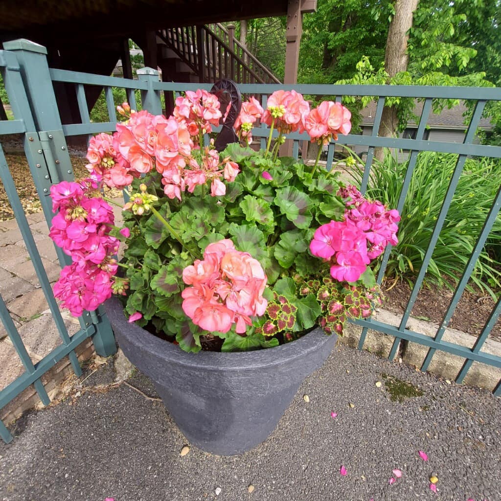 Outdoor living is so special - one of the joys of summer is opening the deck, the grounds and the house.
Planting annuals; waking up perennials;
Freshening up the herbs and filling the space with the aromas of a fresh rosemary tree, star jasmine, basil, lavender and more. Thanks to my favorite middle sister Tracy Munford, whose love of her hands in the soil always produces a beautiful sanctuary of nature - this is my happy place!
