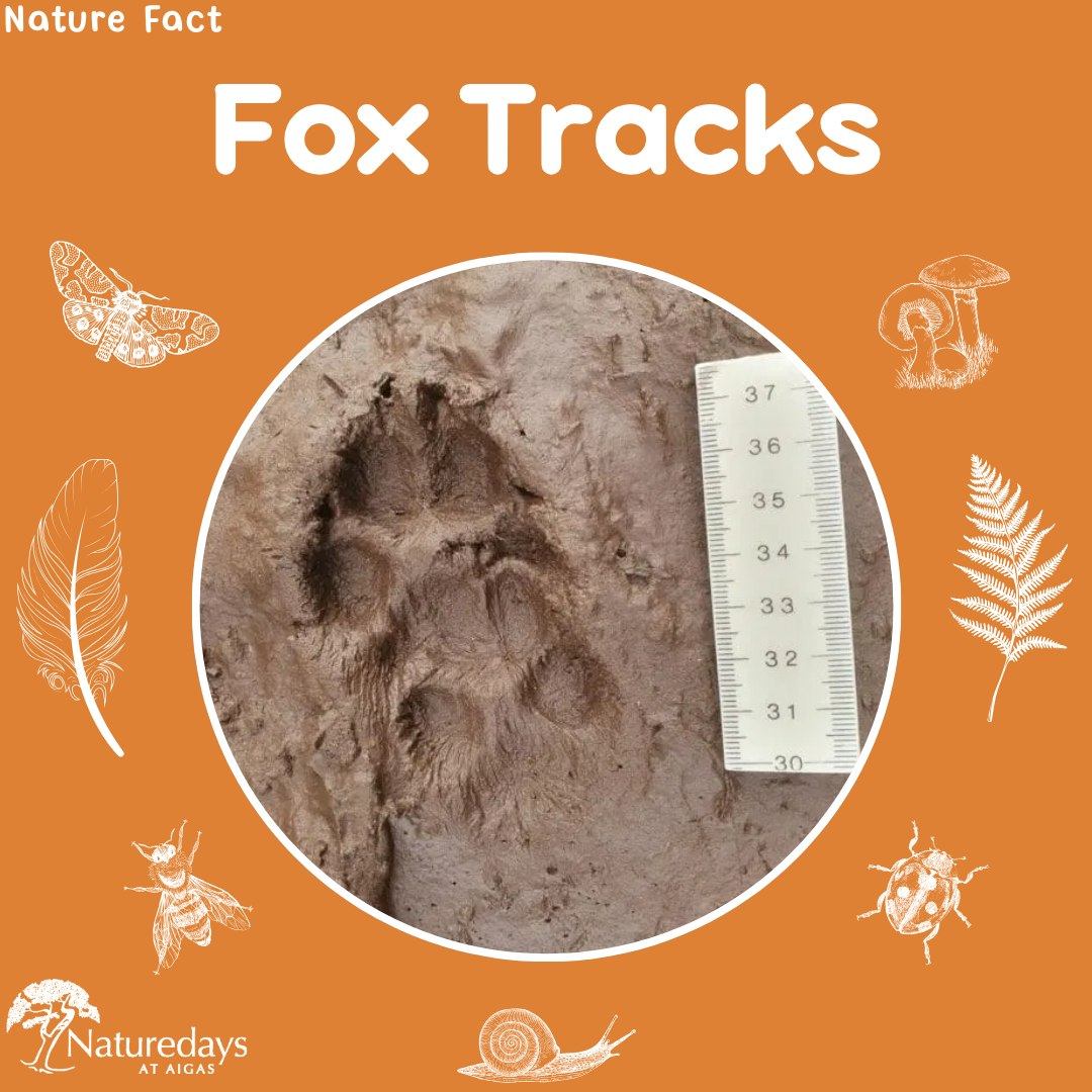 Fox tracks can sometimes be a bit tricky to tell apart from dog tracks. Below are some quick tips to help you decide if you have found a fox track! 🦊
🦊 Fox tracks are usually diamond shaped, whereas dog tracks have a more circular shape.
🦊Fox palm pads are about the same size as their toe pads. Dog palm pads are usually much bigger than their toe pads.
🦊 You can draw a cross through a fox print without it touching any of the pads (see photo 2). This is not possible with a dog print.
.
.
.
#Tracks #TracksAndSigns #Fox #FoxTracks #Tracking #AnimalTracks #Aigas #EnvironmentalEducation #OutdoorEducation #NaturedaysAtAigas #AigasFieldCentre #Wildlife #WildlifeEducation #WildlifeDiscovery #WildlifeDetectives #NatureEducation #DiscoverNature #Highlands #Scotland
