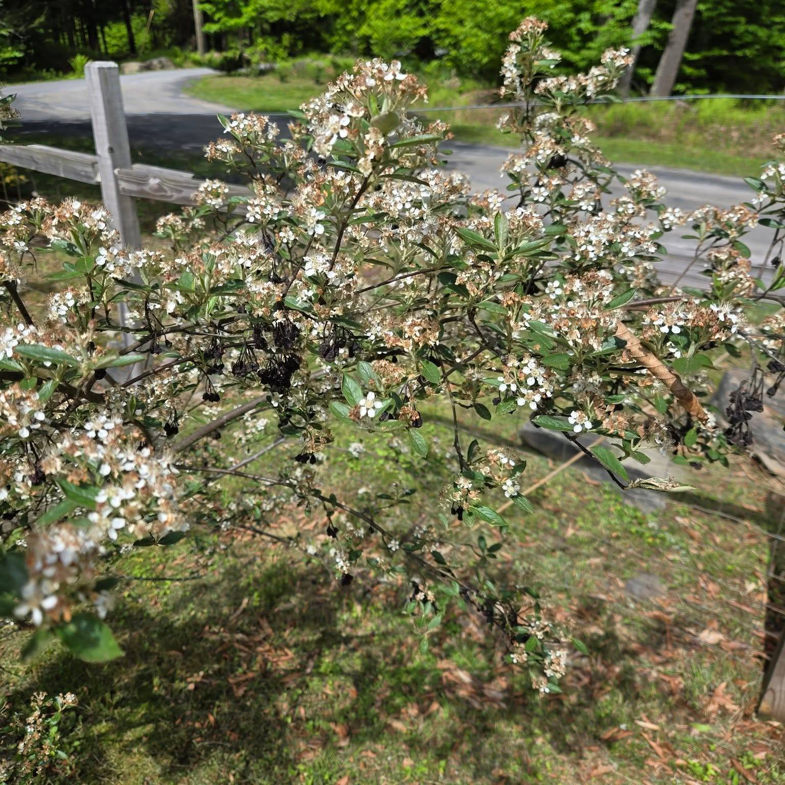 🌿 May Orchard & Garden Update 🌿
Things are blooming and bustling for the Fellowship!
🫐 Red chokeberry, blueberries, and strawberries are all beginning to show color. Everyone is eagerly awaiting that first taste!
🐤 Our chicks have grown their big-girl feathers and officially moved into their permanent home! We weren’t sure how they’d get along with our resident rabbits, but harmony has settled in the coop.
🐦 And the biggest surprise? We spotted an Indigo Bunting for the first time! A brilliant flash of blue among our usual crowd of Robins, Chipping Sparrows, and Goldfinches.
More updates next week as everything continues to grow and settle. 💚
#TheValleyFellowship #valleydaycare #sullivancountyny #GrowingTogether #JoyInTheGarden