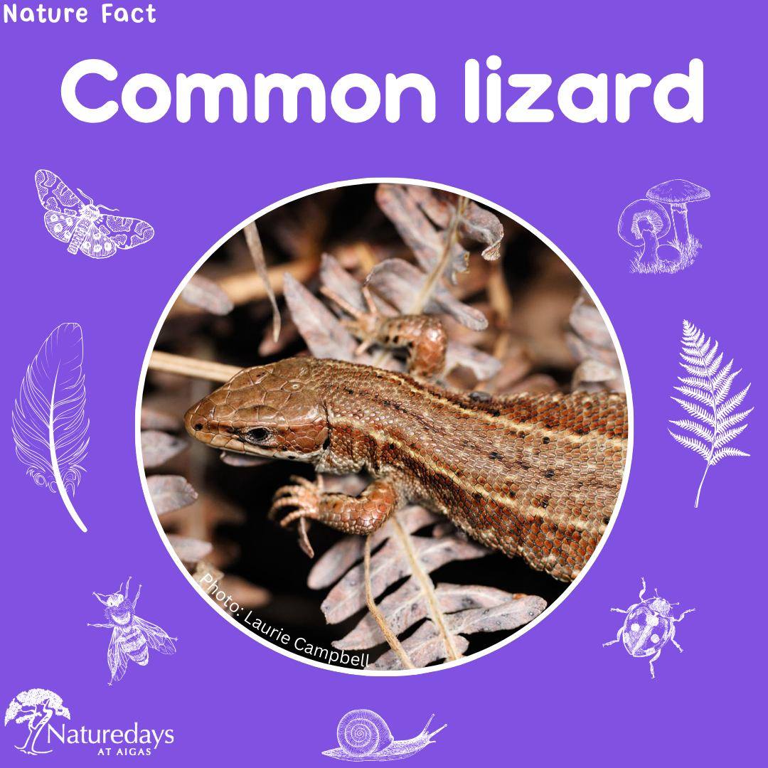 As the weather gets warmer, animals are emerging that have been hibernating over the winter. The common lizard hibernates amongst rocks and fallen logs in the winter. They emerge in warmer months, when temperatures are high enough for them to stay warm. ☀
Common lizards are "cold blooded", meaning they need the heat of the sun to warm their blood. On warm, sunny days you may see common lizards basking in areas such as brash piles, logs and open grassland. They do this to get their bodies up to a high enough temperature so that they can be active, and hunt for food. 🦎
.
.
.
#CommonLizard #NatureFact #Lizard #Aigas #EnvironmentalEducation #OutdoorEducation #NaturedaysAtAigas #AigasFieldCentre #Wildlife