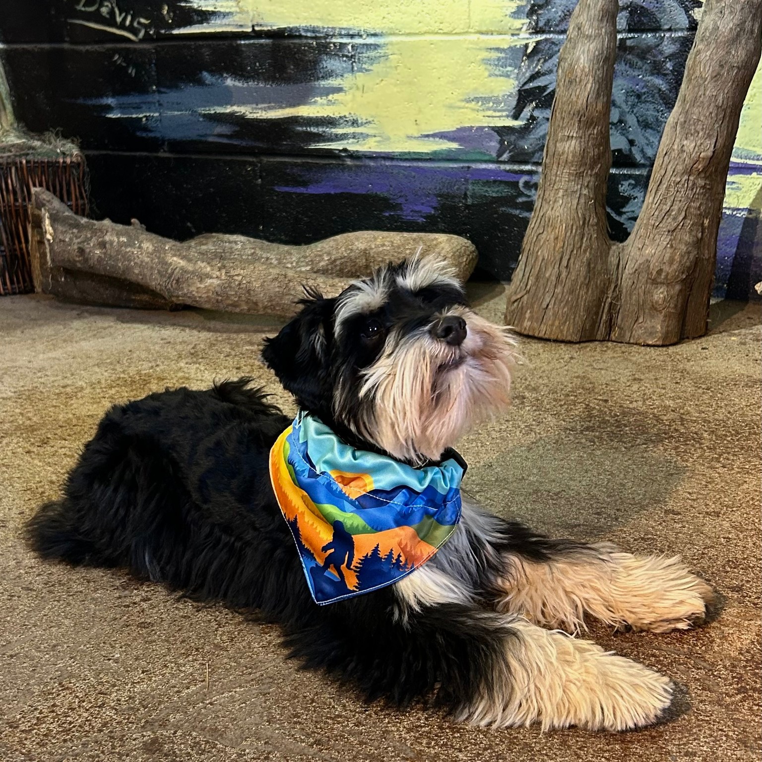 🐾Monster-approved pup gear is here! Dress your furry friend in our Monster bandana & let them chomp on the Campfire squeaky toy. Grab yours before they vanish! 👣🔥