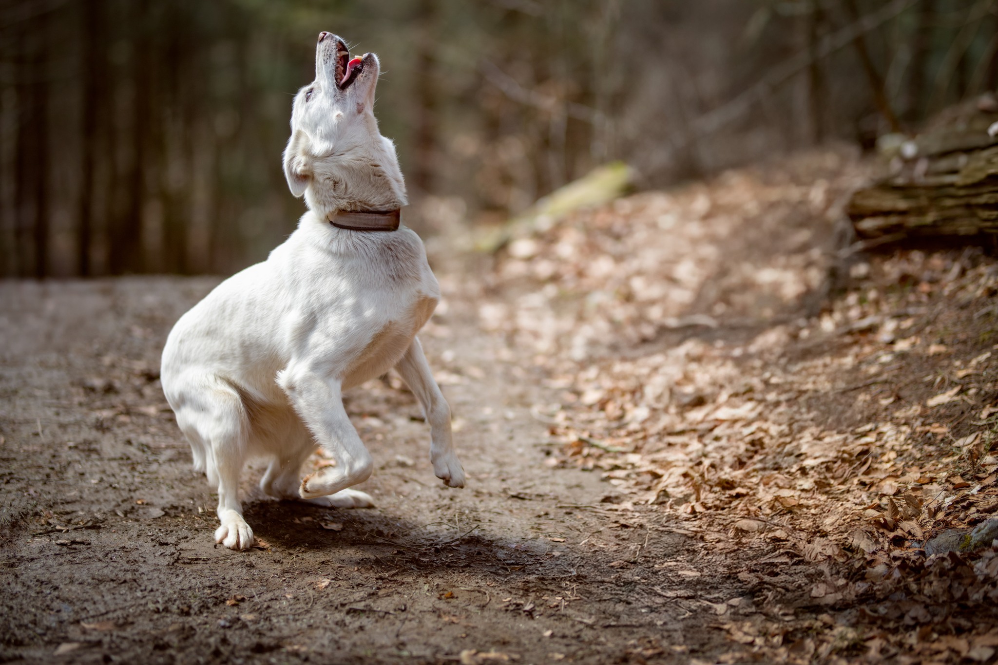It's JUNE & SLED DOG CAMPS start soon❗
MEET the STARS of our SHOW... 3rd, the V litter, oldest & best for last😍; VINNIE, VENUS, VIOLET & in memory VOX www.hilltownsleddogs.com/camps @elyseheisephoto