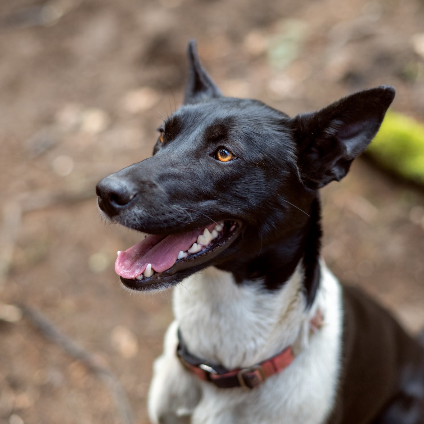 It's JUNE & SLED DOG CAMPS start soon❗
Meet the STARS of our SHOW...2nd, the Y litter; Yezzie,Yowzer,Yogurt&Misty🥰www.hilltownsleddogs.com/camps @elyseheisephoto