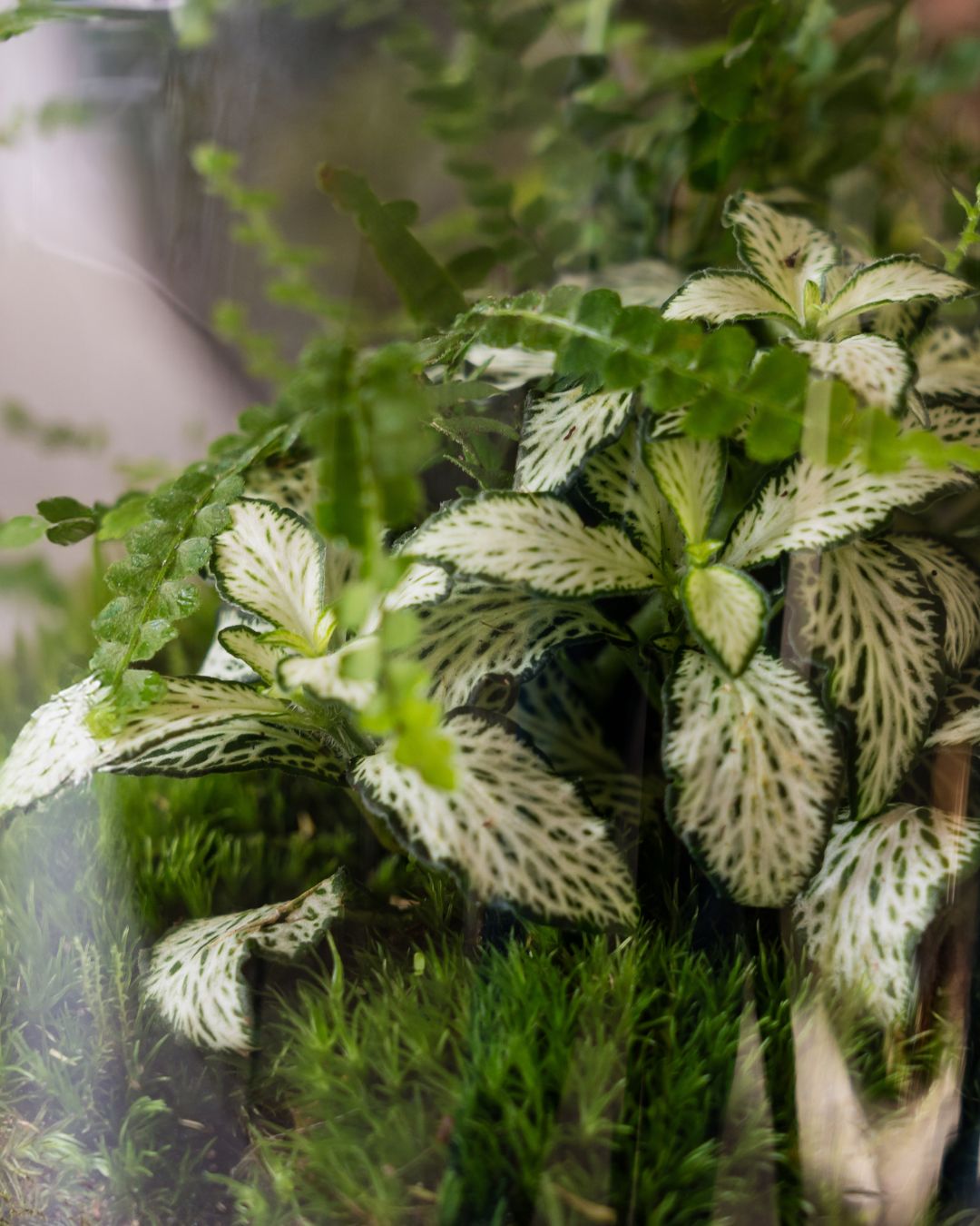 Ever wondered why the White Fittonia is called the ‘Nerve Plant’? 👀
Its striking white veins look just like a network of nerves—one of nature’s most fascinating designs. But don’t be fooled by its delicate look—it’s a resilient little plant that thrives in humid, cozy spaces like this terrarium!
Tell us, do you prefer white-veined Fittonias or the classic green ones? 🌱
#plants #greenery #nature #botanical #garden #closedterrarium #terrariumlovers #terrariuminspiration #plantterrarium #fittonias #fittonia #houseplants #plantsagram #indoorplantsdecor #houseplantsofinstagram #plantsagram #plantlove #plantsofinstagram #plantmom #terrariumdesign #plantsmakepeoplehappy #plantcollection #indoorplant #indoorplants #inmygardentoday #plantshelfie #plantsplantsplants #plantsathome #nerveplant #terrarium