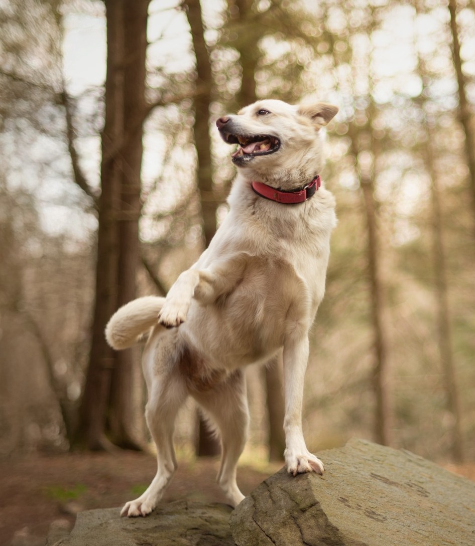It's JUNE & SLED DOG CAMPS start soon❗
Meet the STARS of our SHOW...1st, the X litter; CHOCO, JAMON. ESPRESSO & FRITA🥰www.hilltownsleddogs.com/camps @elyseheisephoto