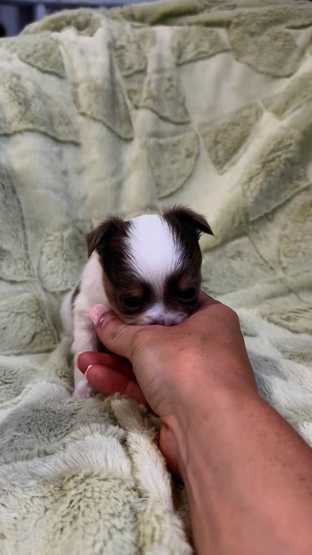 www.myfuzzychihuahuas.com Bluey is available 💙 #chihuahua