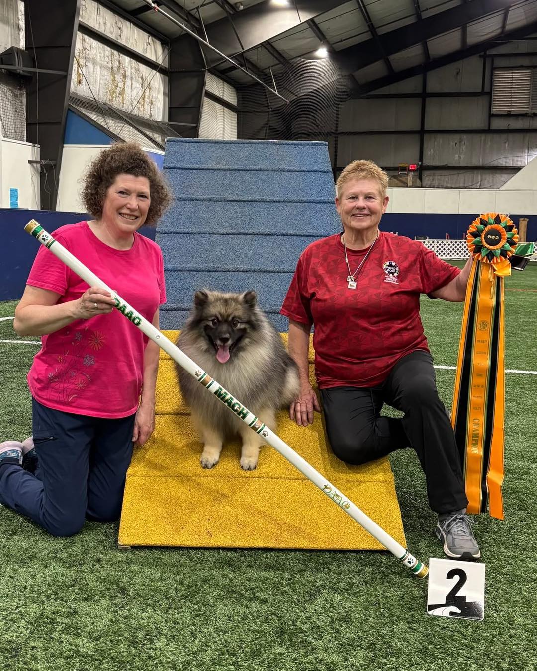 I’m beyond thrilled to share that Stacey and Spirit have joined the MACH2 club!
This is a momentous achievement that took many years of training, traveling and trialing, their hard work and teamwork is inspirational!
This title puts Spirit into the Keeshond Hall of Fame!
🤩🤩CONGRATULATIONS STACEY AND SPIRIT!! 🤩🤩
GCH CH MACH2 Peregrine Live to Tell RE MXG MJG OF FCAT2 THD CGC TKN