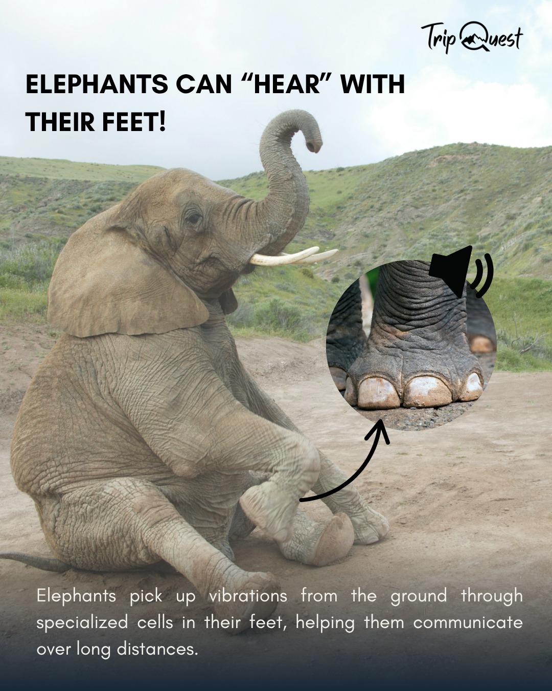 🌍 The Wild is Full of Surprises! 🌿
From the rustling of the leaves to the distant roar of lions, the African wilderness has secrets at every turn. It’s a place where nature shows off its beauty, strength, and mysteries, constantly reminding us of its power and wonder.
Ready to step into a world where every moment is an adventure? 🌿✨
#SafariAdventure #IntoTheWild #TanzaniaSafari #NatureAtItsBest #WildlifeWonders #TripQuestAdventures