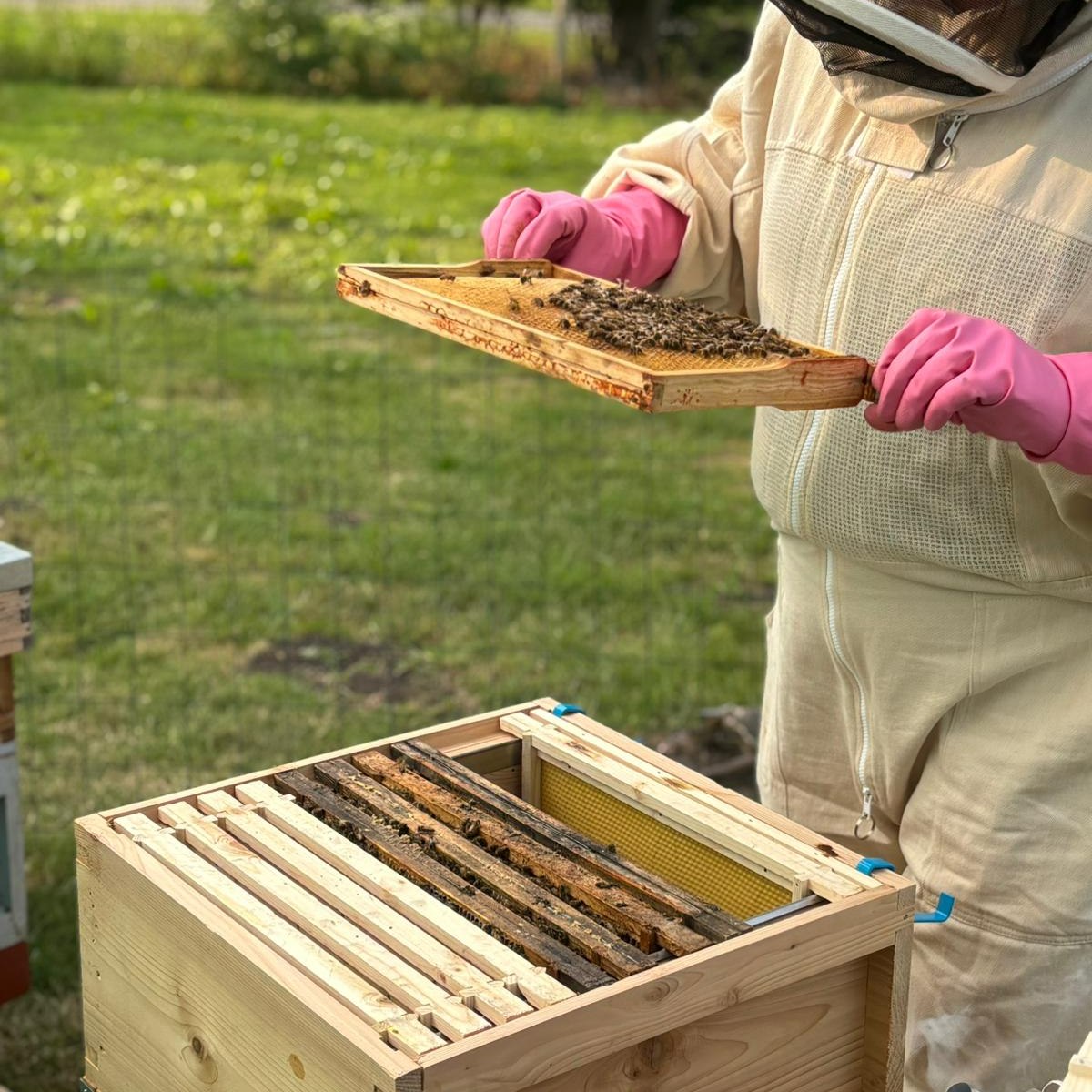 Ever wanted to learn more about the fascinating world of bees and beekeeping? 🤔 We're considering offering educational workshops here at Yorkshire Apiaries starting early next year! Think 'Introduction to Beekeeping' 'What does a honeybee do?' or 'Creating a Bee-Friendly Garden'.
What topics would you love to explore? Let us know below! 👇
#BeekeepingWorkshop #LearnAboutBees #YorkshireCourses #Educational #FuturePlans #YorkshireApiaries #BeeCurious #WorkshopInterest