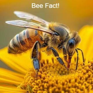 Talk about hardworking! 🤯 Bees are truly dedicated, flying incredible distances to bring you every drop of future goodness. Save this post to impress your friends!
#BeeFacts #HoneyFacts #LearnAboutBees #NatureIsAmazing #YorkshireApiaries #DidYouKnow #BeeFlight #PollinatorPower