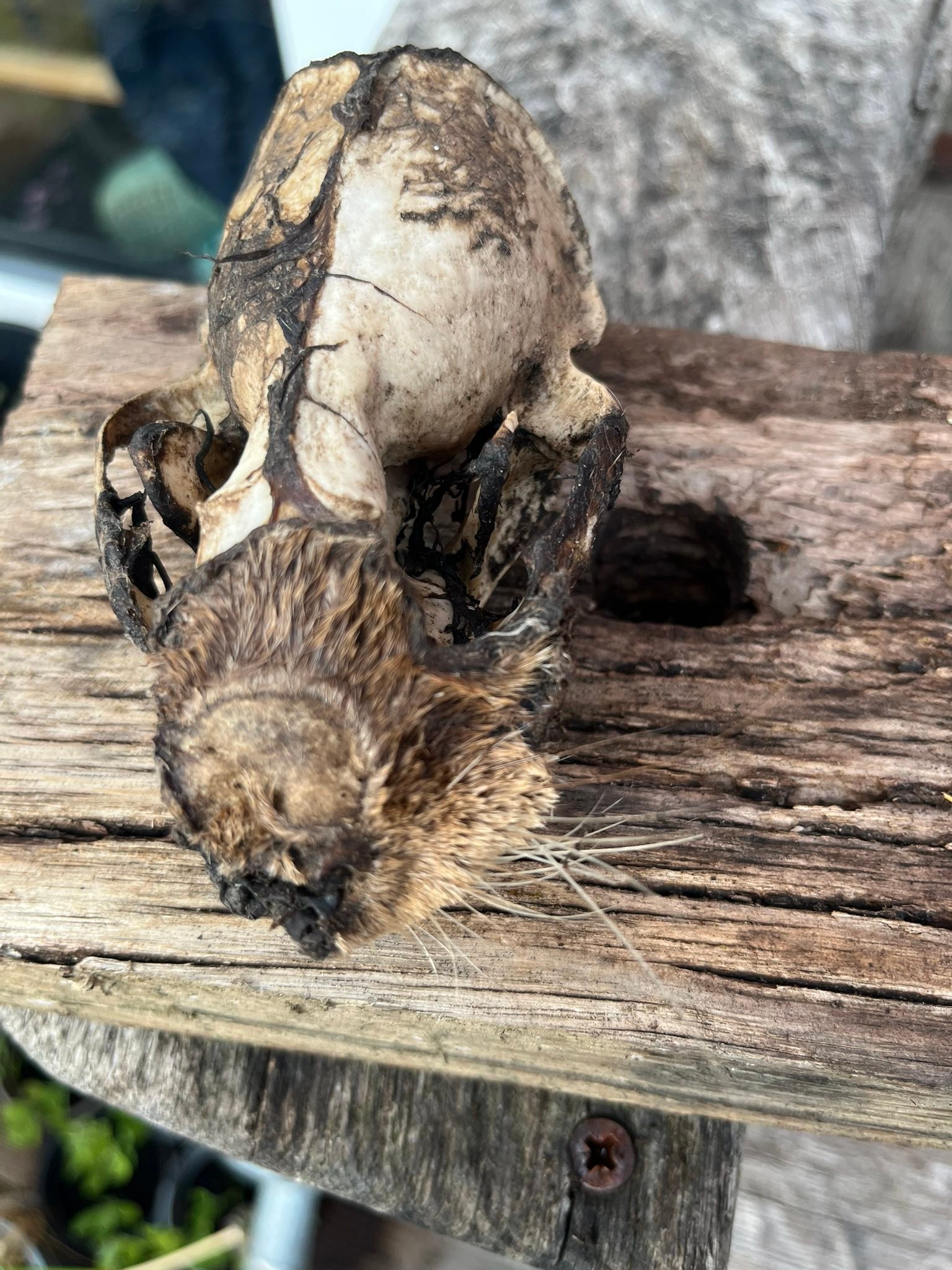 Very interesting day today. Least of all was finding an otter skull. It appears to be a juvenile, but the decomposition was advanced so we can’t sure what happened. I find it really interesting to study these finds as it deepens my knowledge of how this ecosystem works. The whiskers are very strong and act as feelers under water.
The second job was to fix some vandalism on area of conservation that I have been involved in. People are cutting the netting to get access to the river rather than letting the eroded bank regenerate. We then moved on to looking at some old steps that have become unsafe. The bank has eroded from behind and underneath them so we are figuring out how to removed the steps and then help the bank regenerate.
#hampshire #itchen #chalkstreams #riverrestoration