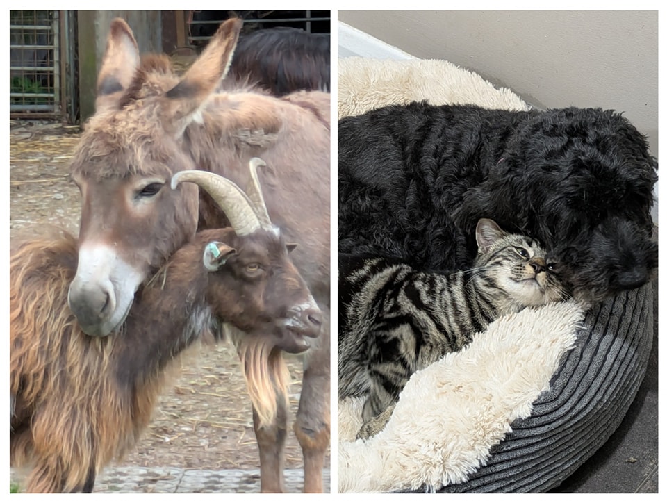 Best friends come in all shapes and sizes ❤️