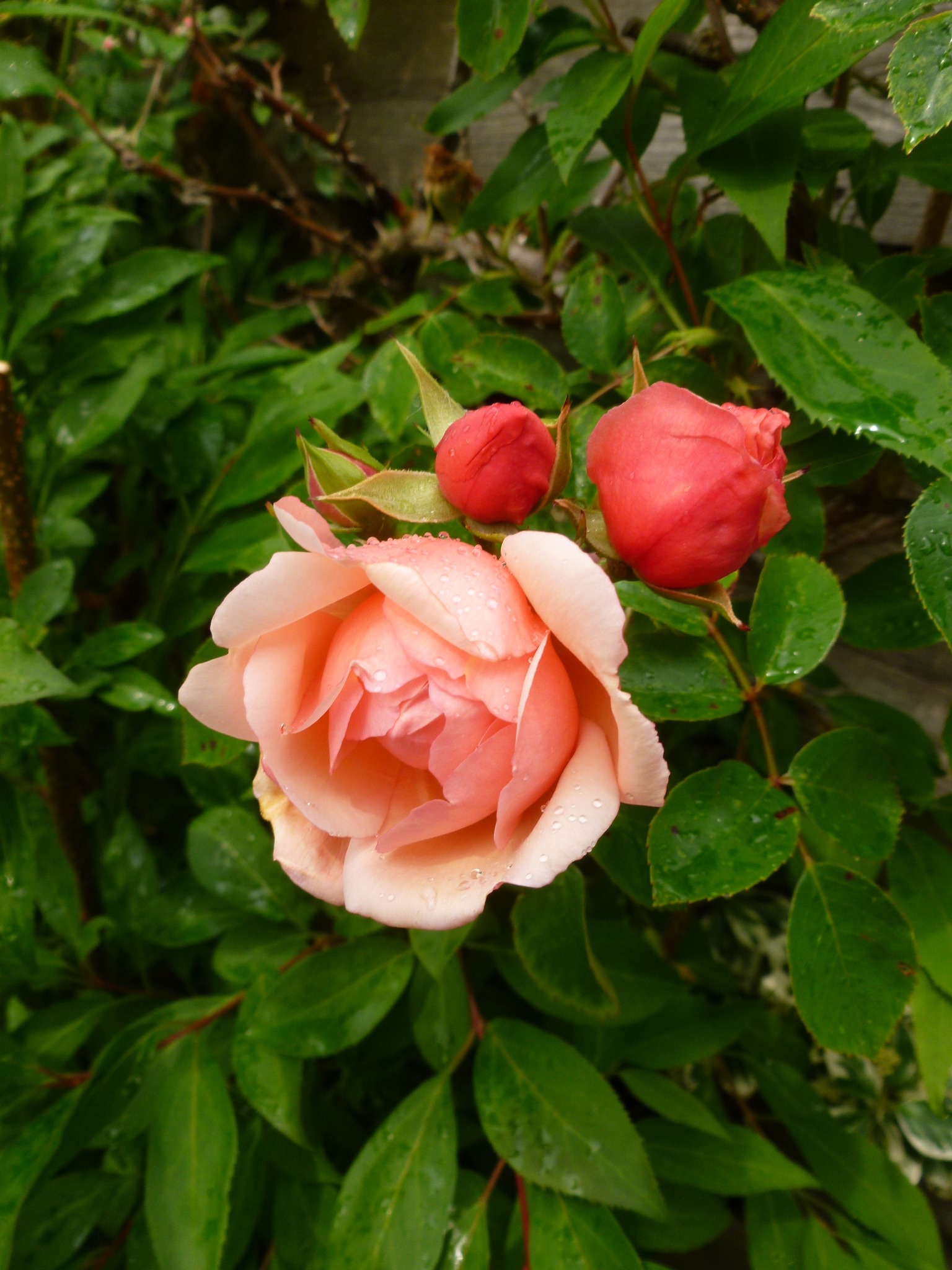 "Albertine". One of the loveliest of the ramblers and climbers. The only thing which could improve this rose would be a longer, or a repeat flowering period.
#rose #rambler #climber #Albertine #Albertinerose