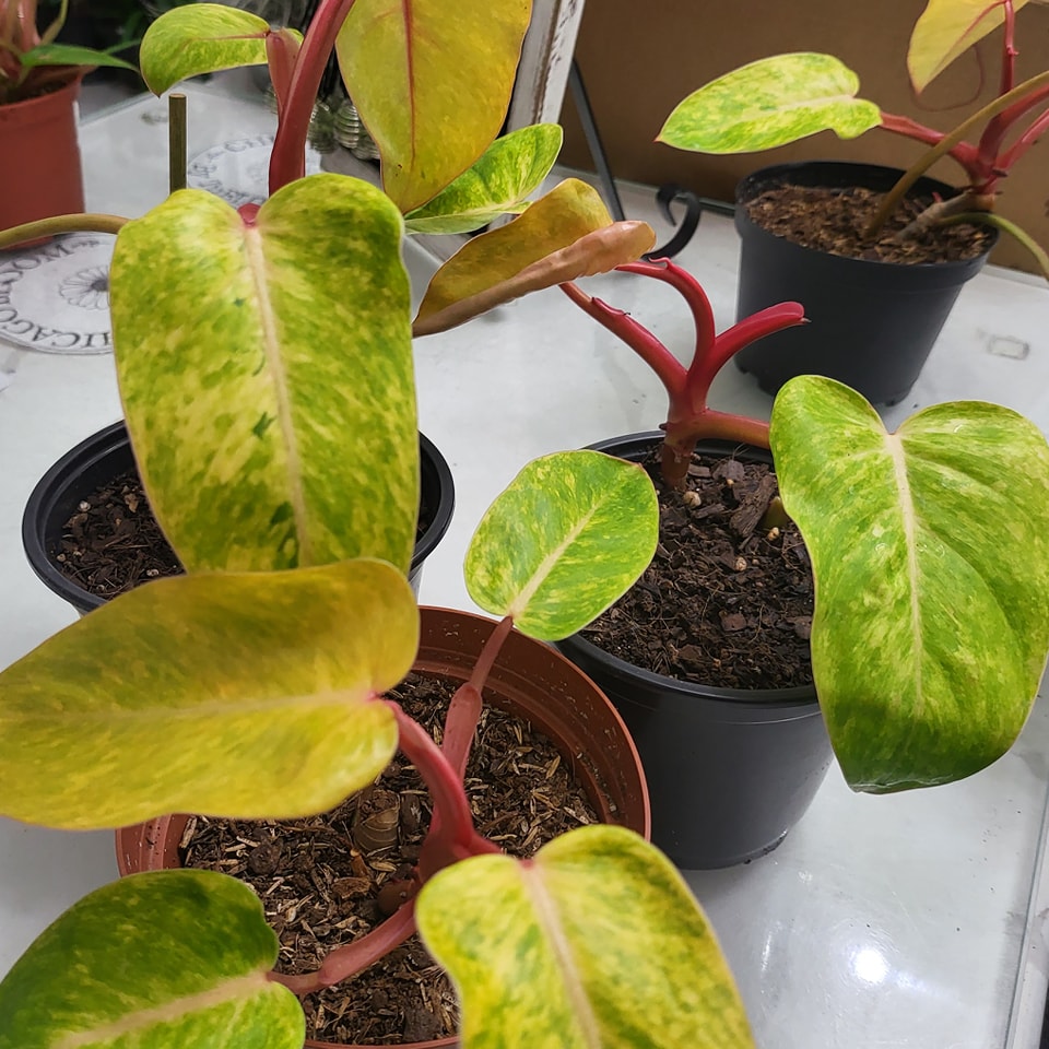 🌿 STOREWIDE LIQUIDATION 🌿
Everything must go — including these gorgeous, rare variegated Philodendrons with fiery red stems and striking yellow-green leaves! 🔥💛
🌱 50% OFF ENTIRE STORE
🪴 Rare plants, seasonal decor, pots, and MORE
📍Chicago Bloom — while supplies last!
You won't find beauties like these just anywhere... stock up now before they're GONE for good! 💨
📅 This week only!
📦 First come, first served.
#ChicagoBloom #PlantSale #RarePlants #VariegatedPhilodendron #HouseplantAddict #PlantClearance #IndoorJungle #PlantGoals #HouseplantSale #UrbanJungle #LiquidationSale #RareFinds #PlantCollectors #Plantsofinstagram #GreenThumb #PlantLove #PlantShopSale #PlantMom #PlantDad #PlantTherapy #GoodbyeSale #TuBloom