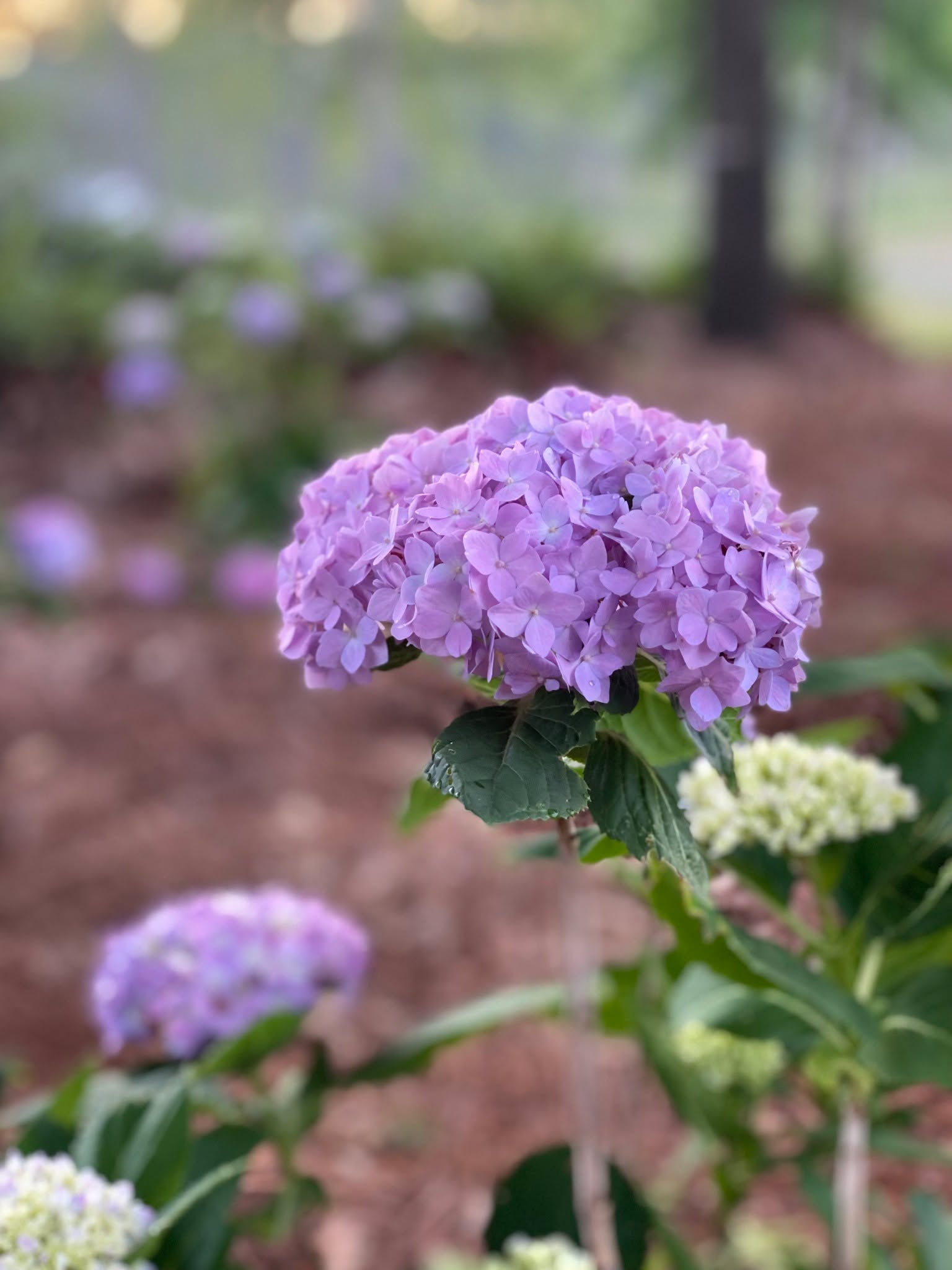 🌸 Hydrangeas are blooming — and so is the housing market!
Mike’s yard is bursting with color, and it's the perfect reminder that curb appeal starts with nature 🌿
Fun fact: Did you know hydrangea blooms can change color based on the soil’s pH?
More acidic soil = blue blooms, while alkaline soil = pink! 💙💗
Just like the perfect home, it’s all about finding the right environment to thrive.
Thinking of putting down roots?
📲 Call or text Mike at (601) 818-4004 — he’ll help you find the perfect place to bloom.
#HydrangeaSeason #HomeToBloom #CurbAppealGoals #MikeKnowsHomes #BloomWhereYourePlanted