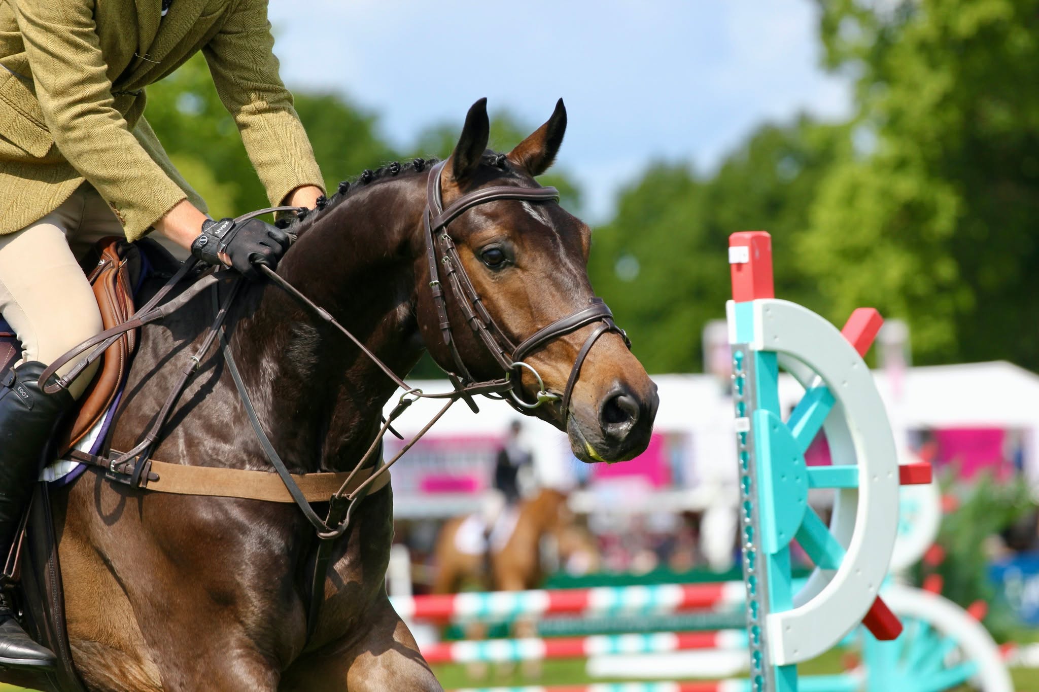 The more time I spend photographing horses and riders, the more I fall in love with the emotions behind each moment. 🥰
I’ve been taking pictures of horses all my life, but recently I’m realising it’s not just the action I’m drawn to — it’s the feeling, the connection, and the expressions you can capture in a single frame.
🦄 Yesterday I was lucky enough to spend the day working from Bramham International Horse Trials, giving my new lense a proper whirl! I came away with some images I absolutely love — especially this one of a brilliant little bay in the Young Horse class. Snapped over the final fence, that expression says it all… if that doesn’t show just how keen this horse was, I don’t know what does.
#BramhamHorseTrials #Bramham2025 #Eventing #HorseTrials #YoungEventHorse #BritishEventing
#EquestrianPhotography #HorsePhotographer #HorsePhotography #EquinePhotographer #EquestrianLife
#HorseAndRiderBond #CapturedEmotion #MomentsInMotion #FreezeTheMoment #EquestrianEmotion
#HorseOfInstagram #InstaEquestrian #MyEquestrianLife #EquestrianWorld #PhotoOfTheDay