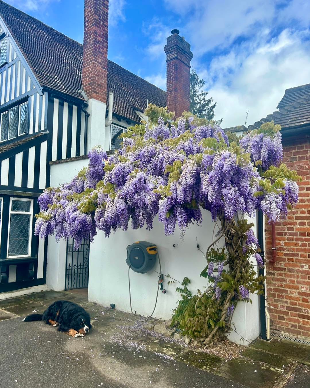Two beauties ☺️
#wisteria #bernesemountaindog