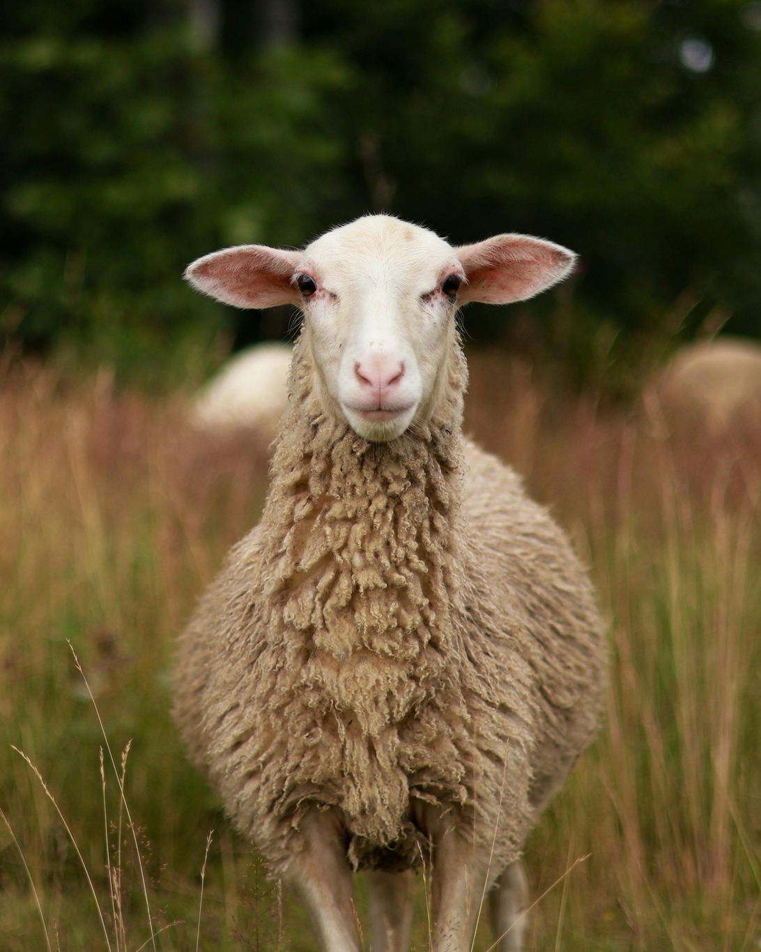 Fem els nostres formatges cuidant els detalls 🧀
Els nostres formatges naixen de les nostres pròpies explotacions agropecuàries, cosa que ens permet garantir la qualitat des del primer moment.
🌿 Descobreix el sabor autèntic d’un producte de proximitat.
#pastordemorella #elsportsésautèntic #morella #elsports #formatgeartesà