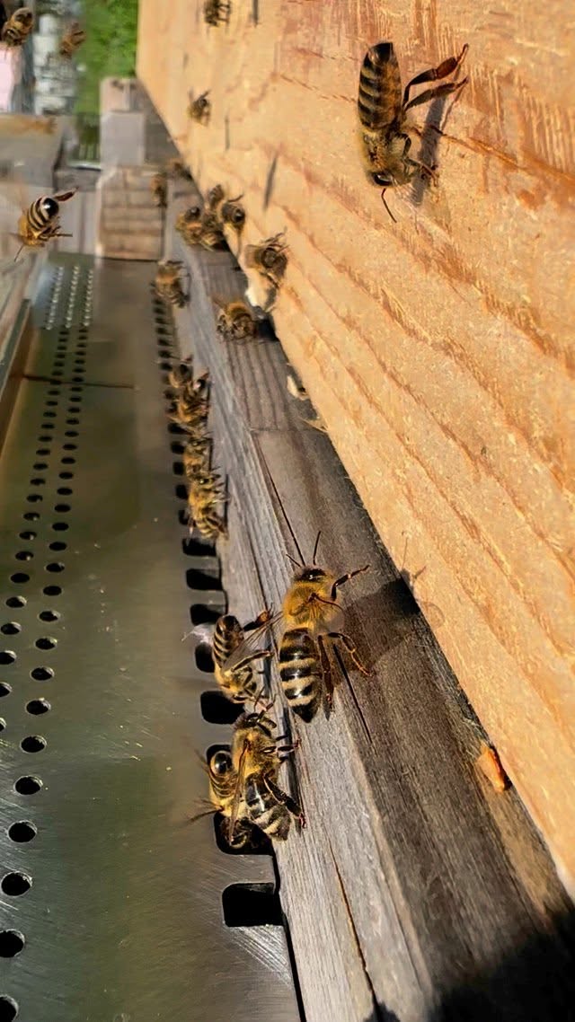 Wie finden Bienen ihren eigenen Stock? 🐝
Beim sogenannten „Sterzeln“ richten Bienen ihren Hinterleib auf, schlagen mit den Flügeln und setzen ein Pheromon frei. Dieses Signal zeigt anderen Bienen zwar den Eingang aber der Duft des Pheromons ist bei allen Völkern gleich.
Was den Bienen wirklich hilft, ihren eigenen Stock zu erkennen, ist der ganz spezielle Geruch aus dem Inneren ihres Volkes. Diese sogenannte „Stockluft“ setzt sich aus Wachs, Pollen, Brut, Honig und Propolis zusammen, eine einzigartige Duftmischung.
Beim Flügelschlagen wird dieser Geruch nach draußen getragen. Daran orientieren sich die Bienen – sogar dann, wenn viele Stöcke direkt nebeneinander stehen.
💡
#Bienenwissen #Sterzeln #Honigbiene #Naturfakten #WusstestDuSchon #Insektenwissen #Imkerei #SaveTheBees #Bienenliebe #Umweltschutz #Biodiversität #Naturbeobachtung #Bienenvolk #Sommerwissen #Nachhaltigkeit #BildungfürAlle #FunFact #FaszinationNatur #WeltderBienen #Ökologie #Honigproduktion #Bestäuber #TiereimSommer #FleißigeBienen #Naturschutz #Insektenliebe #Naturkunde #WeltderInsekten #LernenMitSpaß #Wissenswert
