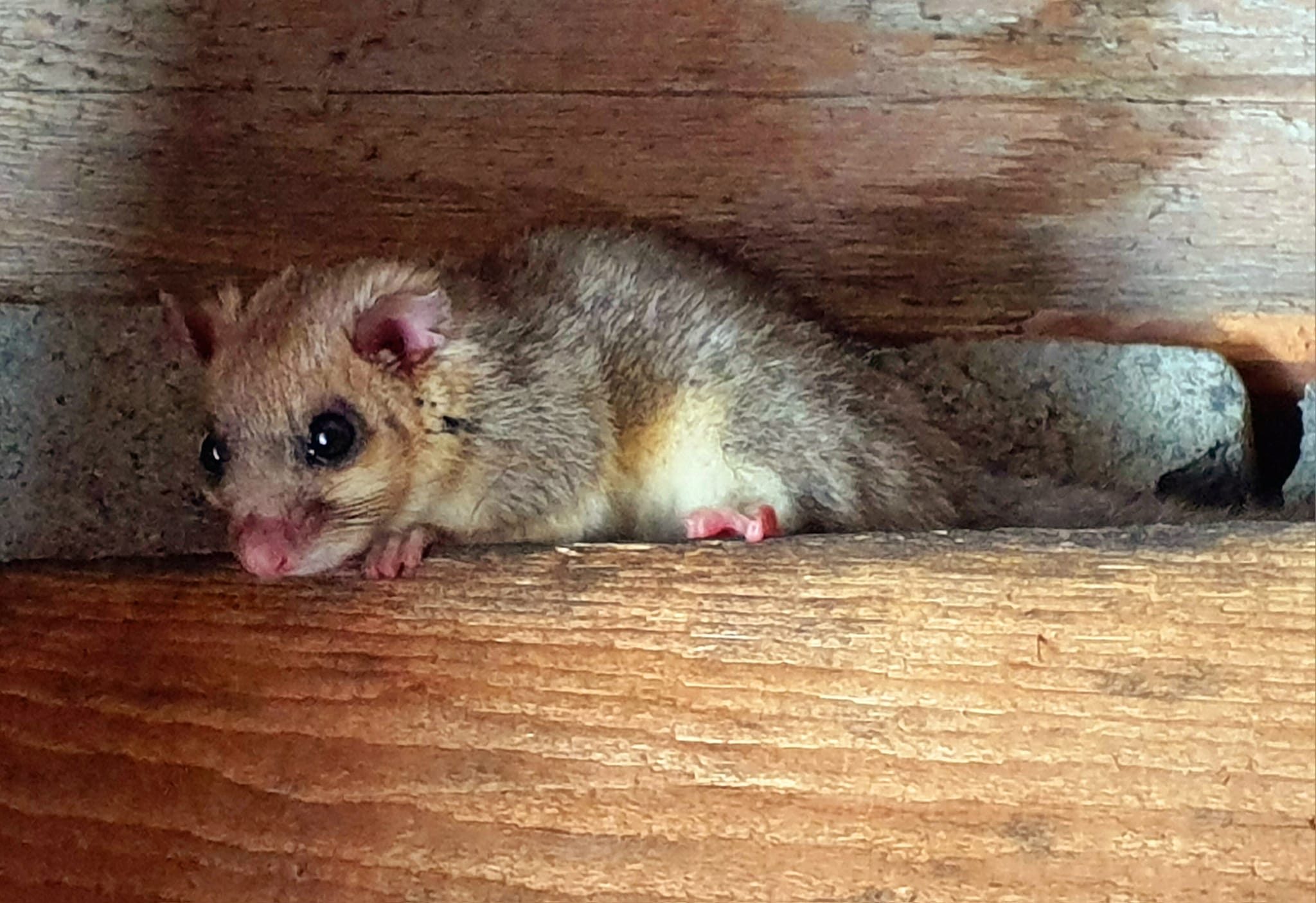 Couple de loirs installé depuis plusieurs années dans une vieille guérite située au cœur du domaine (en lisière du Bois des Faunes).
Pas farouches et plutôt curieux de me voir les photographier...