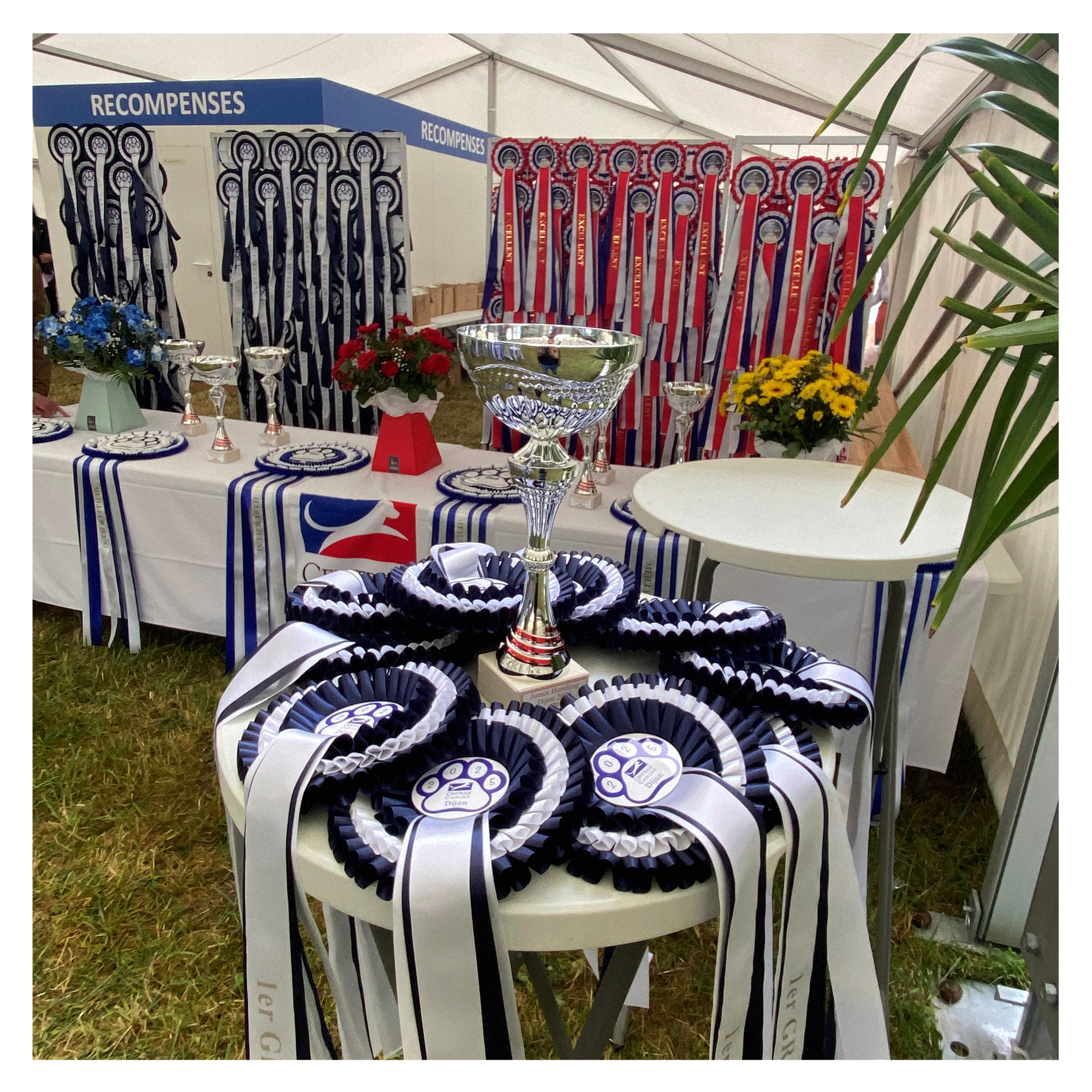 Retour en images sur les Championnats de France du Chien de Race ! 📷🐩
Nous nous sommes donné rendez-vous les 7 et 8 juin 2025 dans le magnifique parc du château de Brognon à Dijon. Une très belle exposition qui s'est soldée par une victoire d'Uptown Girl Uma the Magic Glow in the Dark (grand caniche femelle). 🥇
Un grand bravo à l'organisation, aux maitres, aux éleveurs et surtout à leurs chiens pour ce bel évènement !
Merci d'être venu nous rencontrer !
Prochain évènement du 29 octobre au 2 novembre 2025 à Equita'Lyon 🏆🐎