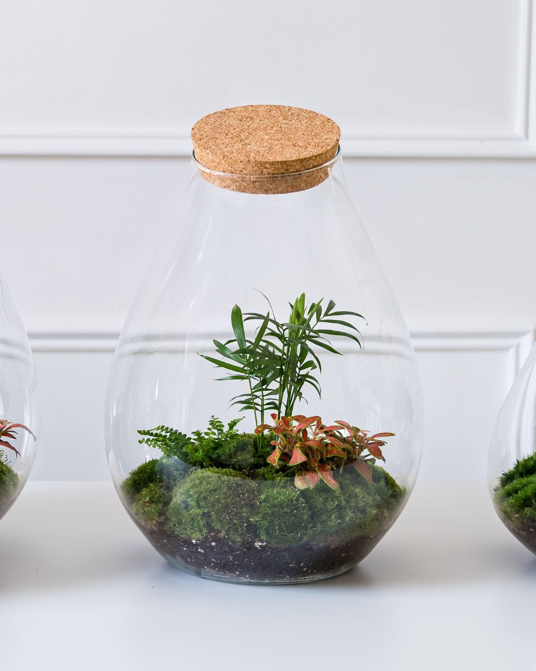 BACK IN STOCK: The Bond Street Terrarium 🌿
We’ve just restocked our most-loved ready-made terrarium — now in a stunning teardrop glass container.✨
Each one is totally unique and planted with:
🪴 Fittonia
🌿 Fern
🌟 A feature plant, either Croton, Parlour Palm, or Asparagus Fern
It’s the perfect green statement for your space — elegant, lush, and low-maintenance. But be quick! We’ve only got a handful available.
👉 Tap the link in bio or visit our website to grab yours today.
#theurbanbotanist #terrariumlove #indoorgarden #urbanjungle #plantdecor #terrariumdesign #limitededition #botanicalstyle #plantgift #glassgarden #terrarium #terrariums